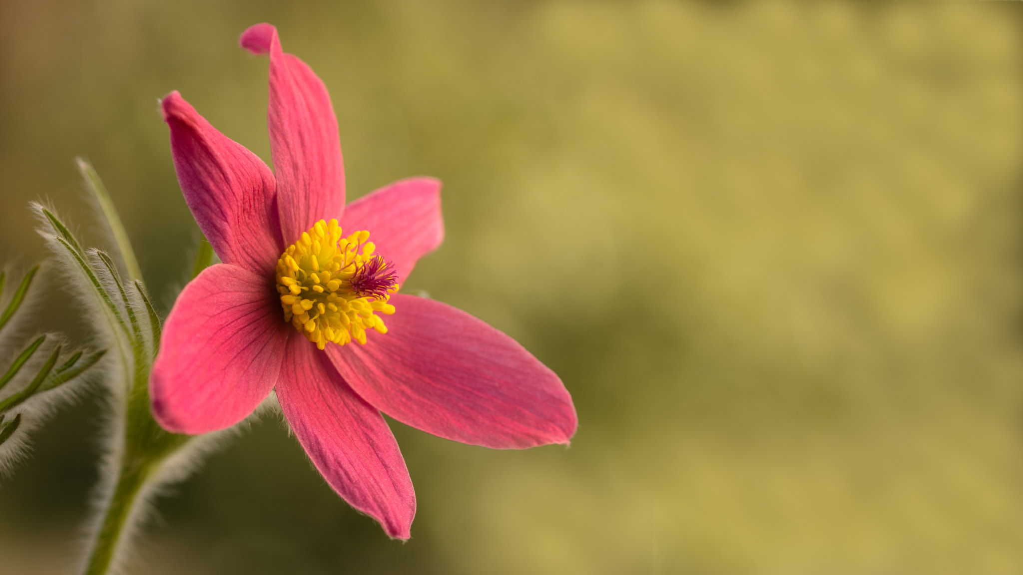 Sigma 105mm F2.8 EX DG OS HSM sample photo. Towards the sun photography