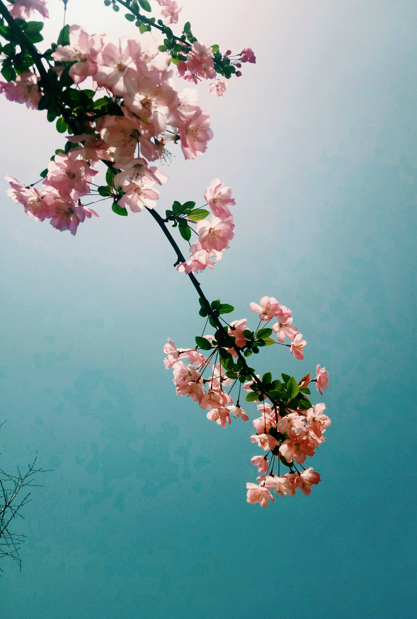 Meizu m3 note sample photo. 若待上林花似锦，出门俱是看花人 photography