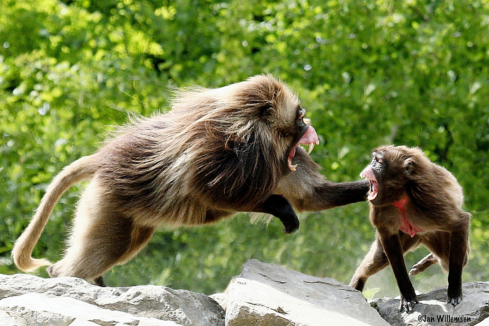 Canon EF 100-400mm F4.5-5.6L IS USM sample photo. Gelada photography