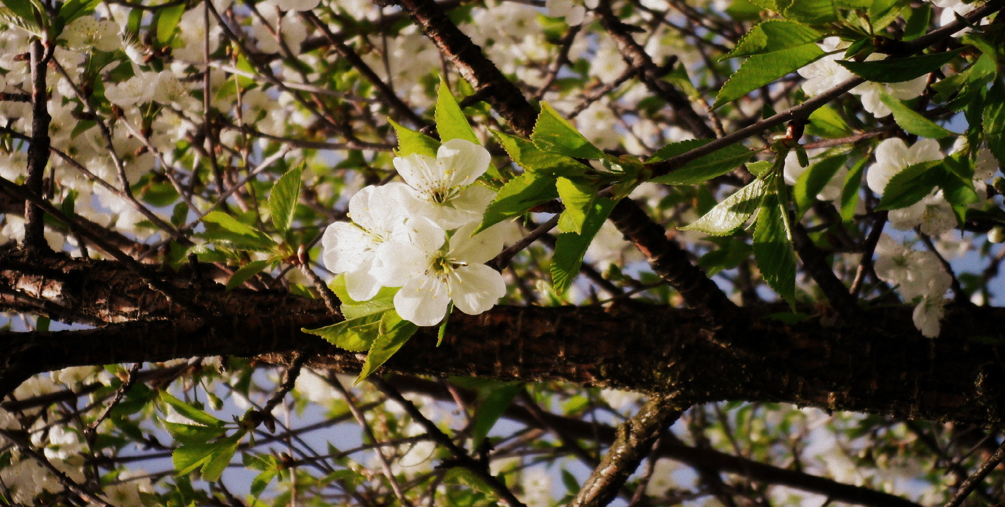 Samsung ES70, ES71 / VLUU ES70, ES71 /  SL600 sample photo. Spring photography