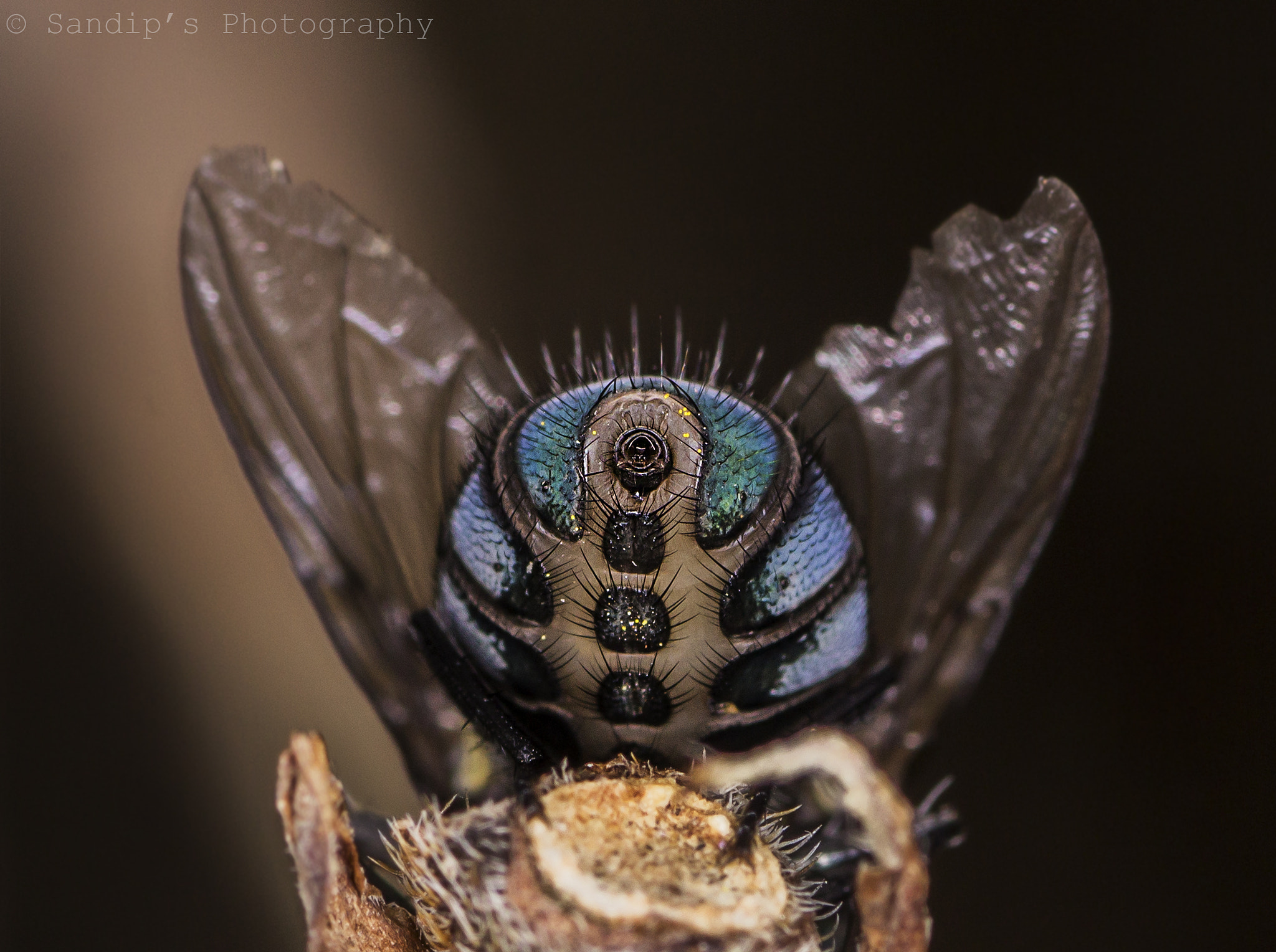 Tamron SP AF 90mm F2.8 Di Macro sample photo. Back of blue green bottle fly..... photography