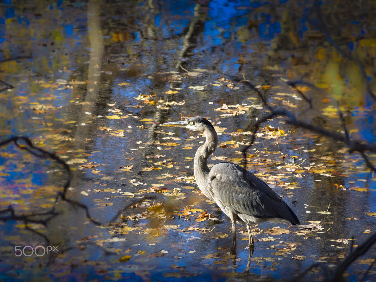 Olympus OM-D E-M1 sample photo. Great blue heron photography