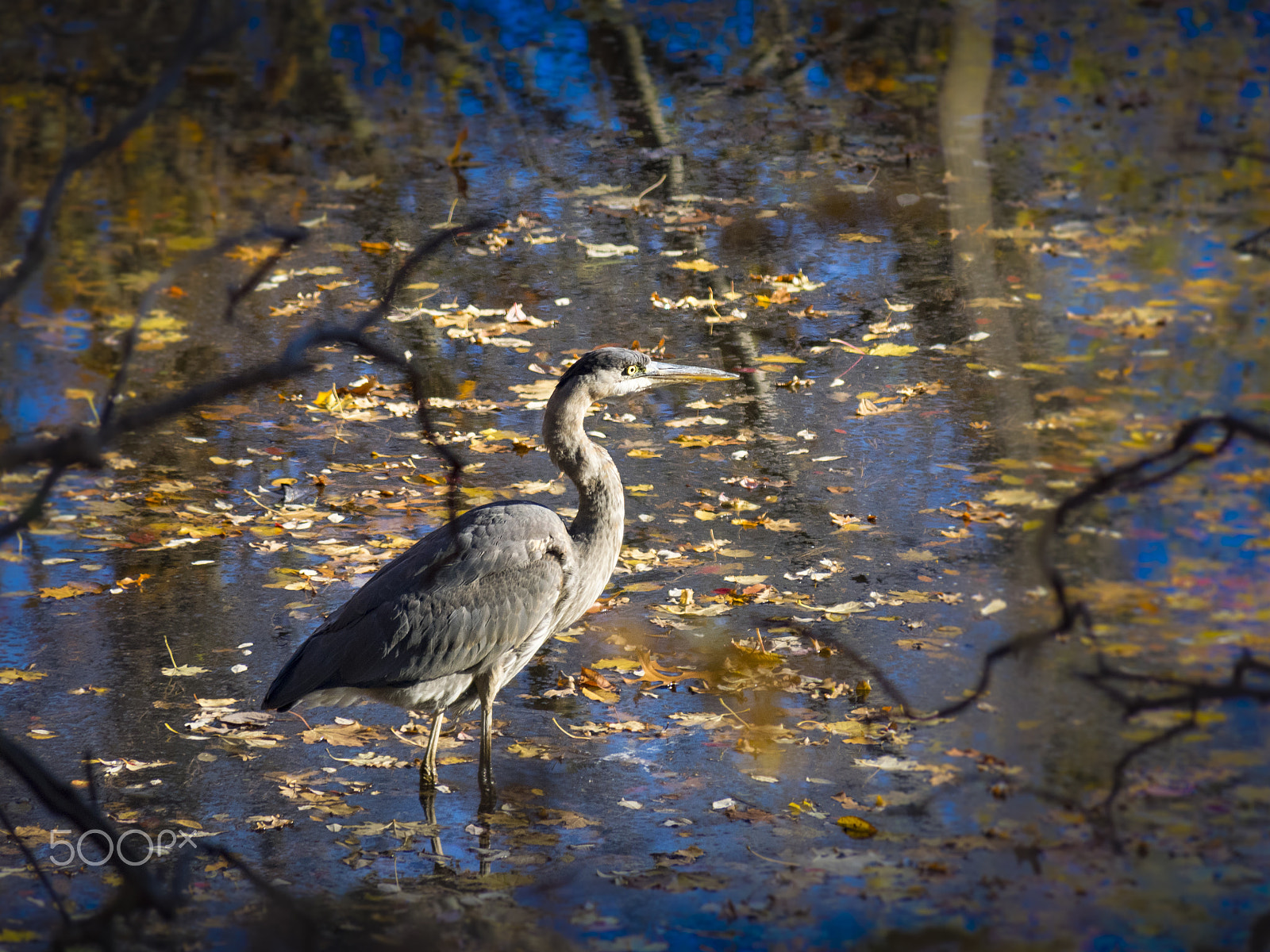 Olympus OM-D E-M1 sample photo. Great blue heron photography
