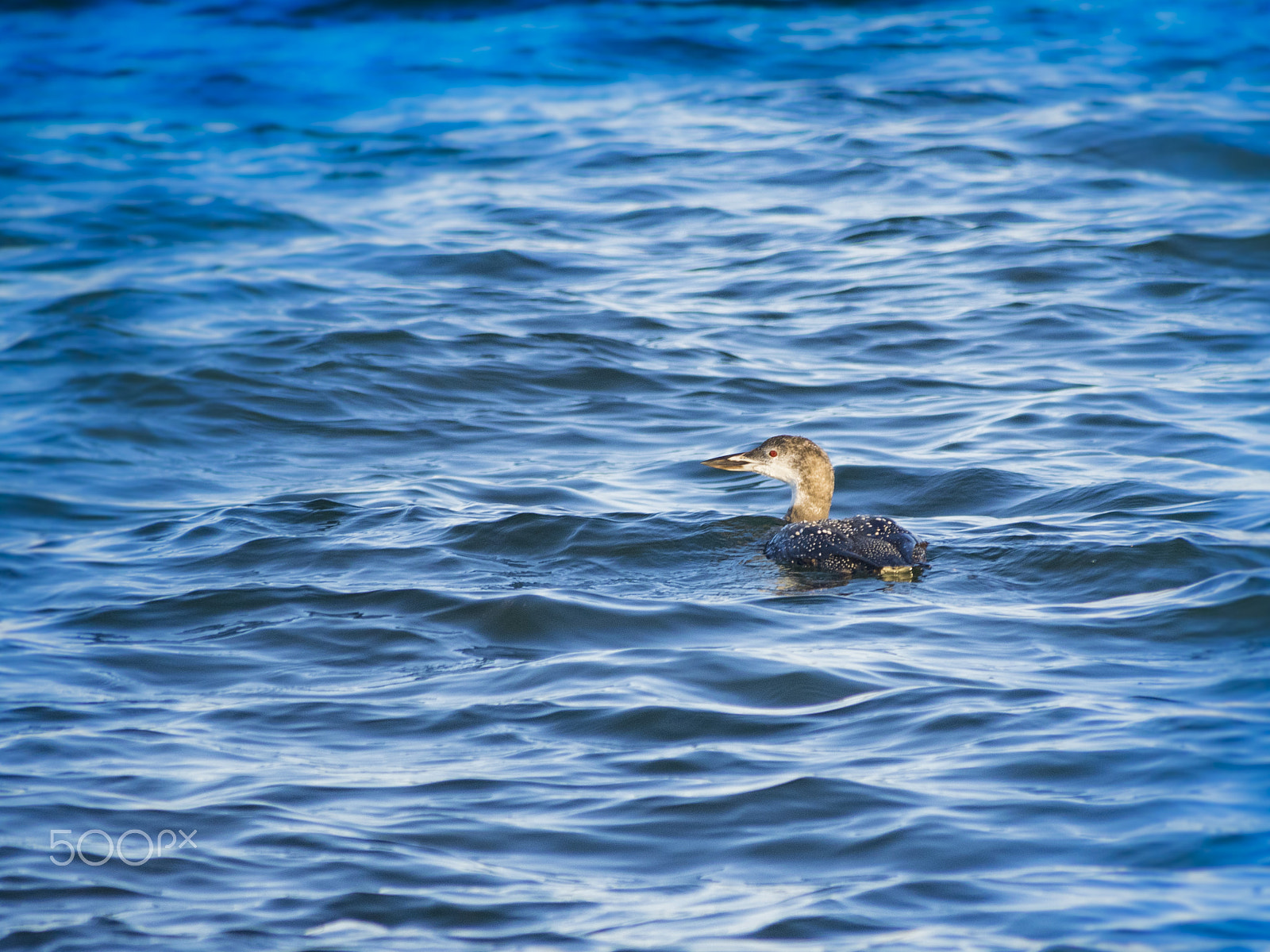Olympus OM-D E-M1 sample photo. Red-throated loon photography
