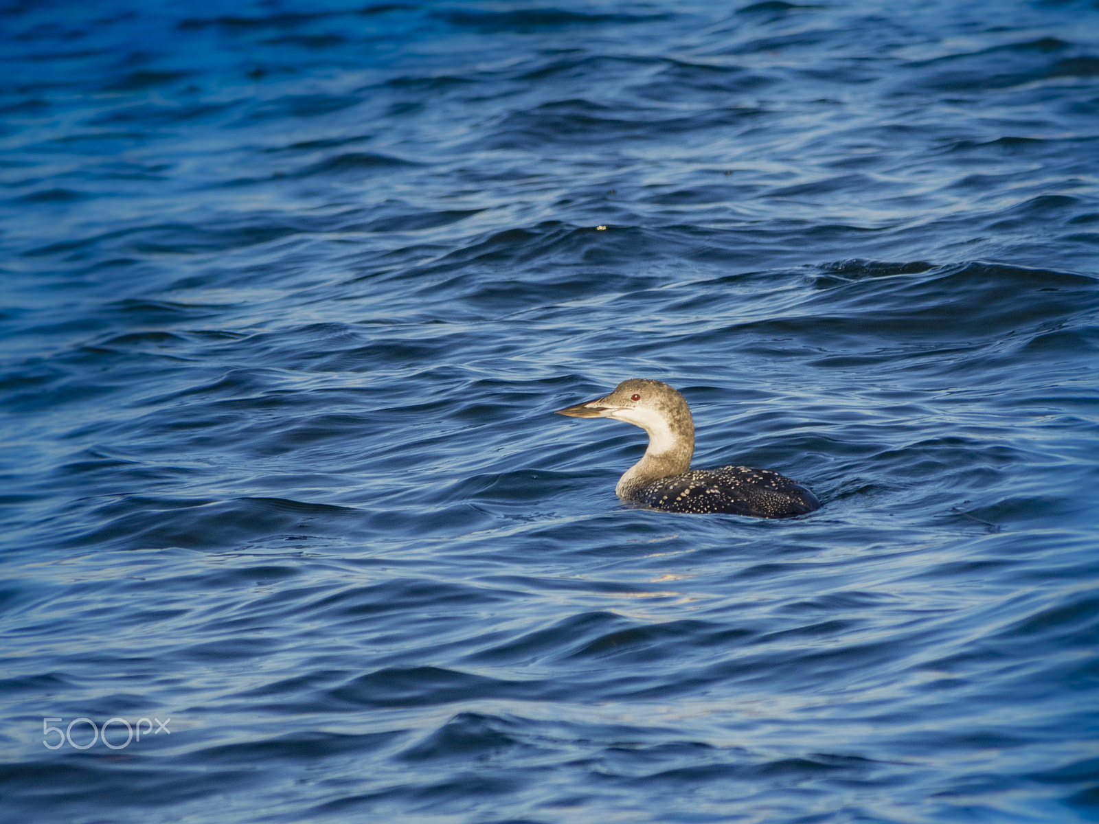 Olympus OM-D E-M1 sample photo. Red-throated loon photography