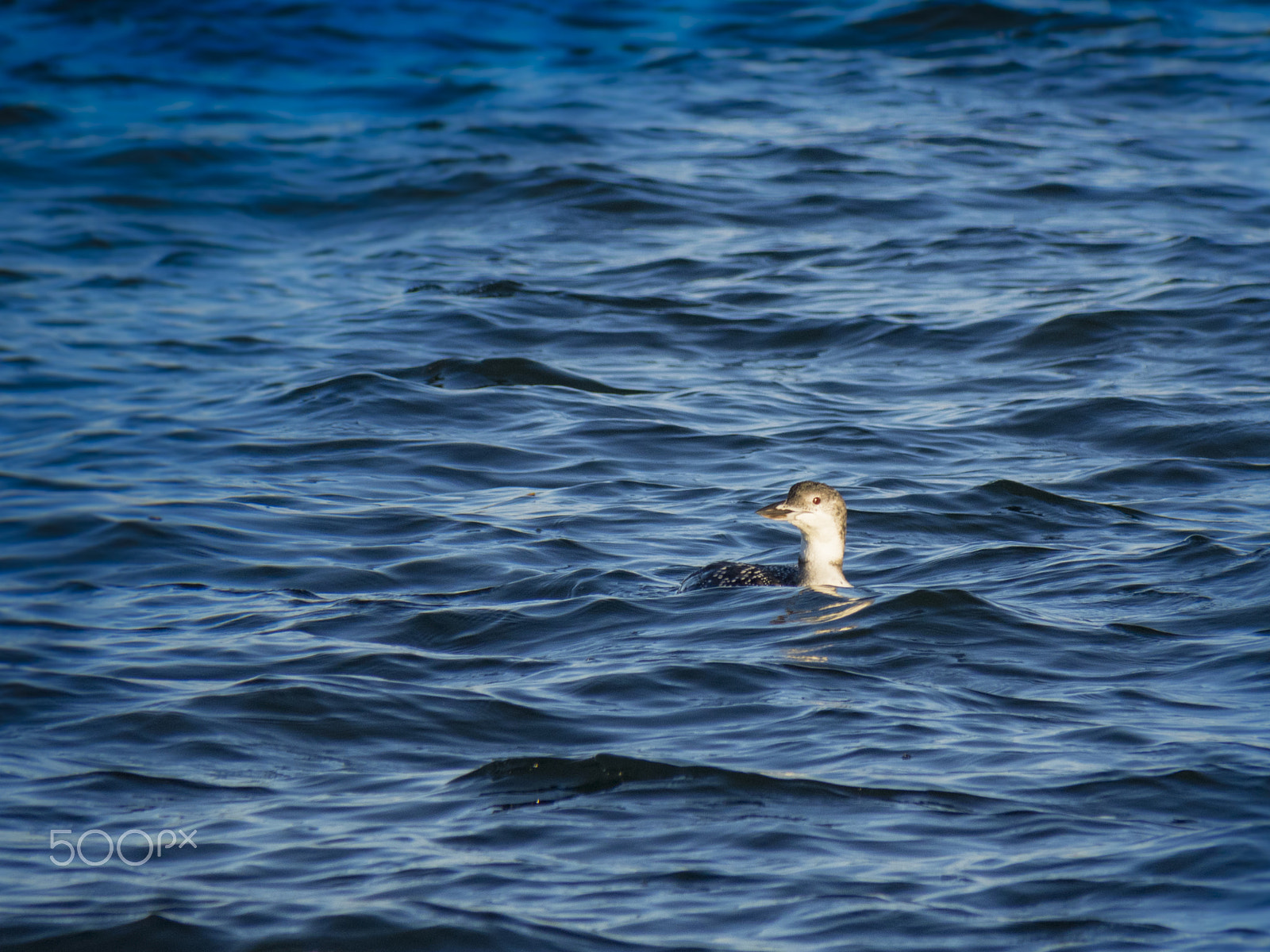 Olympus OM-D E-M1 sample photo. Red-throated loon photography