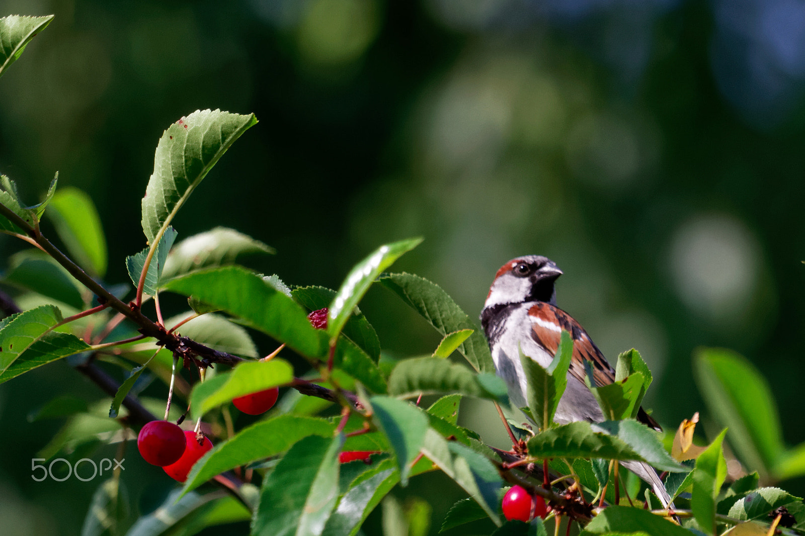 Canon EF 100-400mm F4.5-5.6L IS USM sample photo. Moineau domestique photography