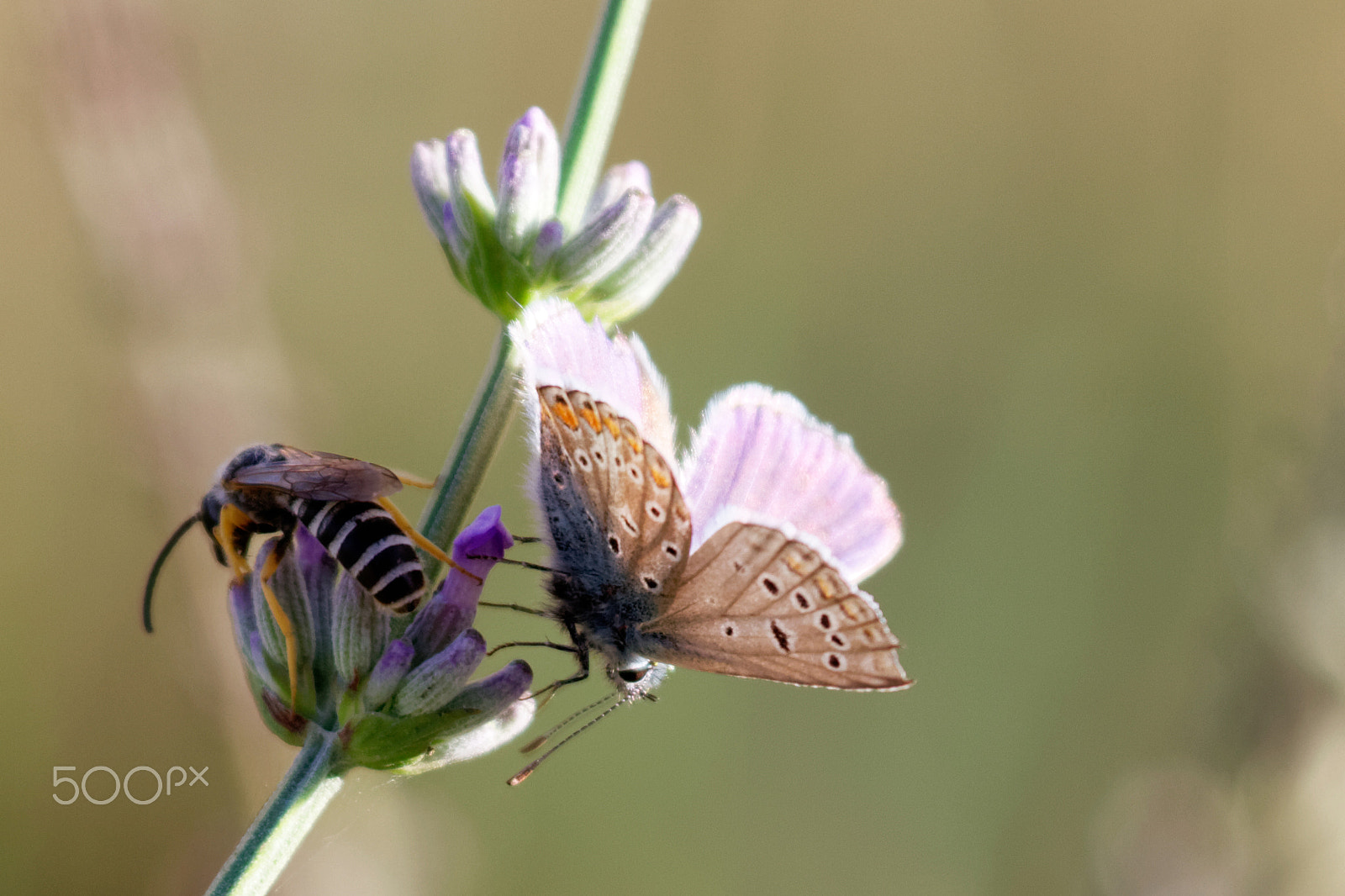 Canon EOS 7D sample photo. Duo photography