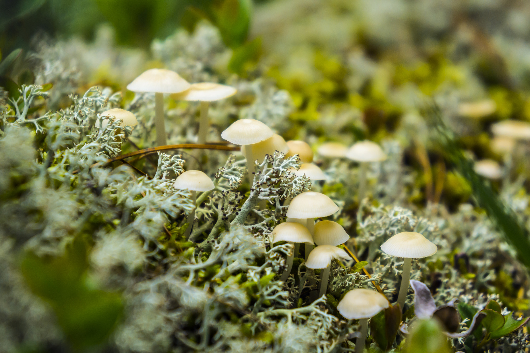 Sony Alpha NEX-3 + Sony E 18-55mm F3.5-5.6 OSS sample photo. Moss and mushrooms photography