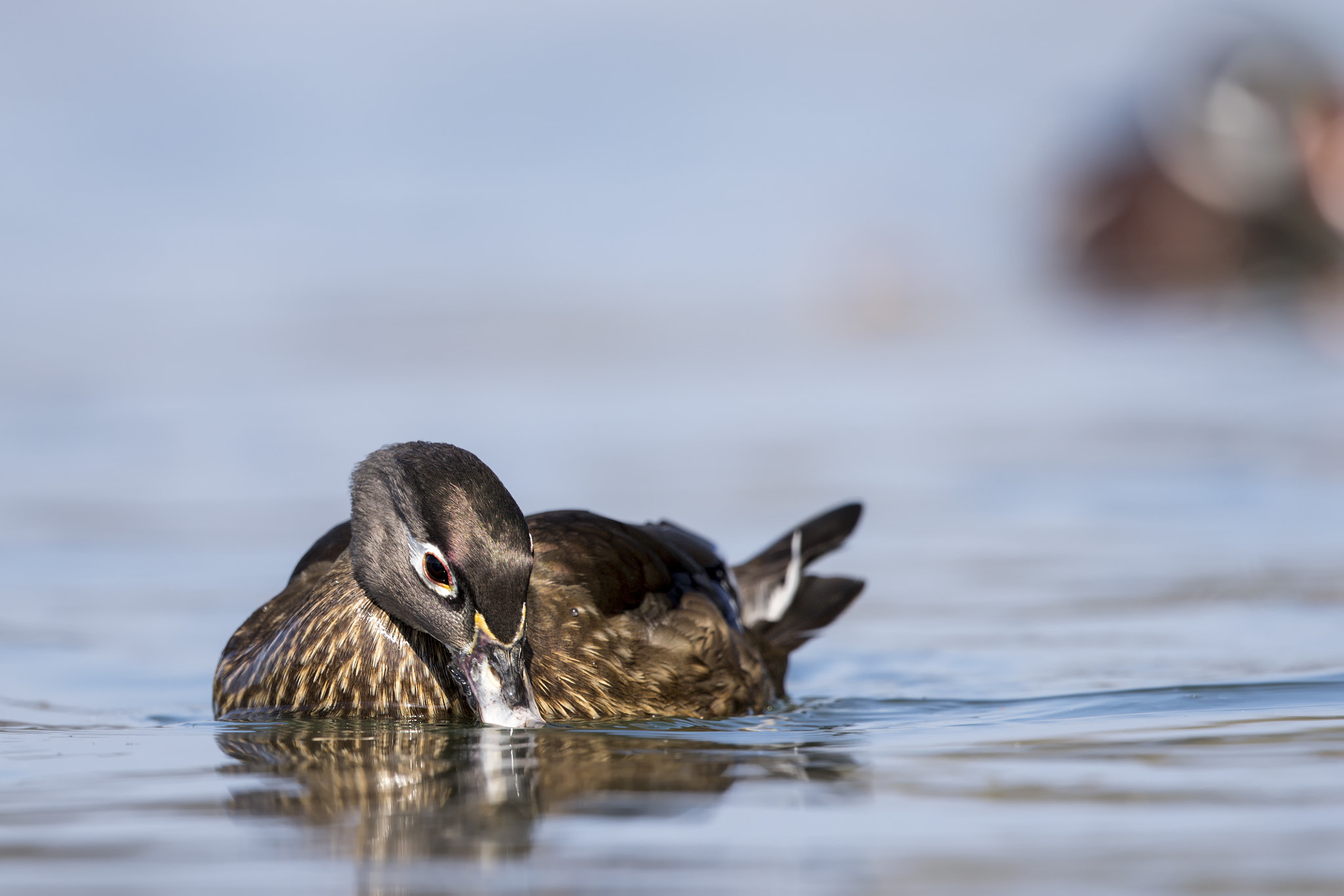 Canon EOS-1D X Mark II + Canon EF 500mm F4L IS II USM sample photo. Mrs. aix sponsa photography