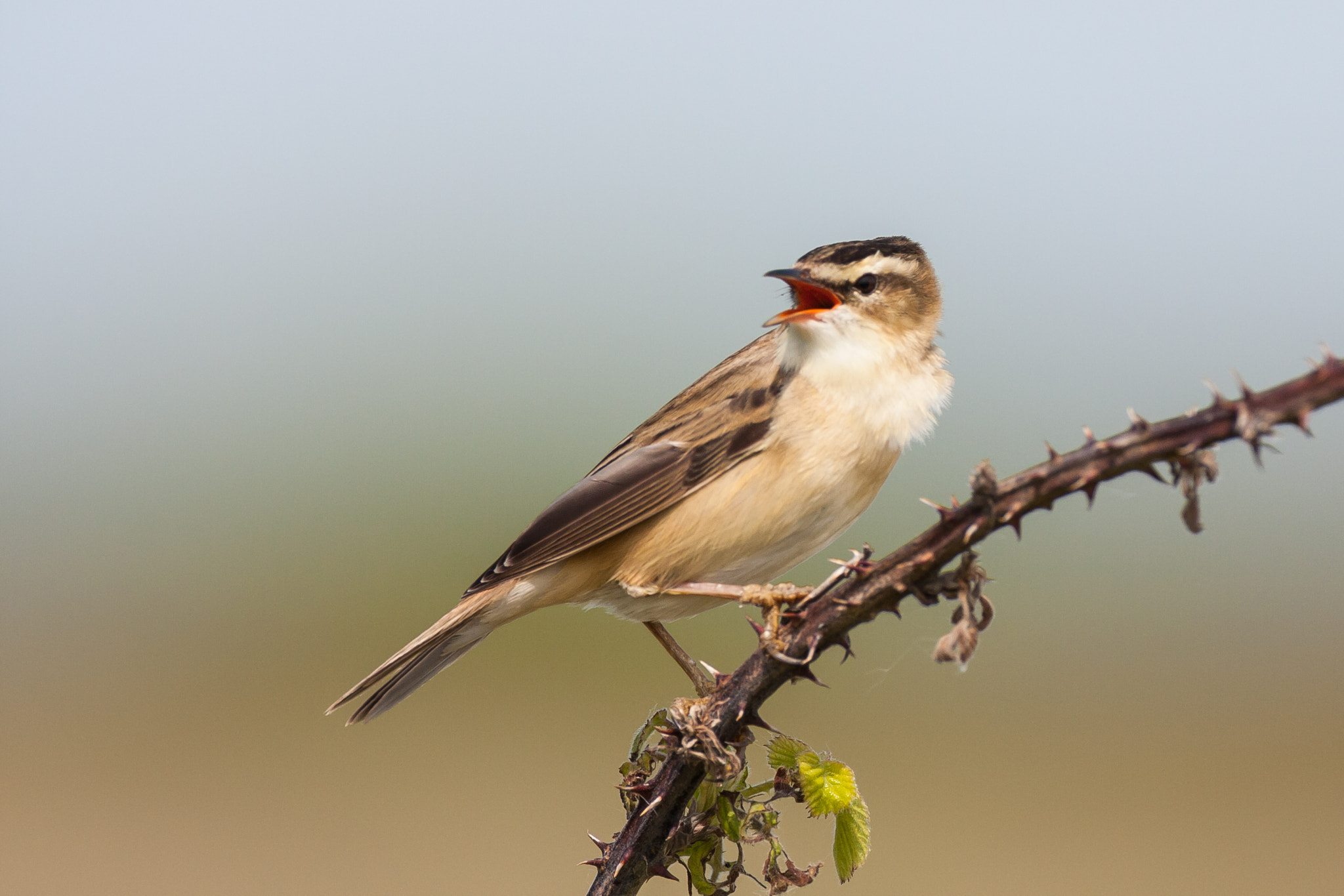 Canon EOS 40D + Canon EF 500mm F4L IS USM sample photo. Sedge warbler photography