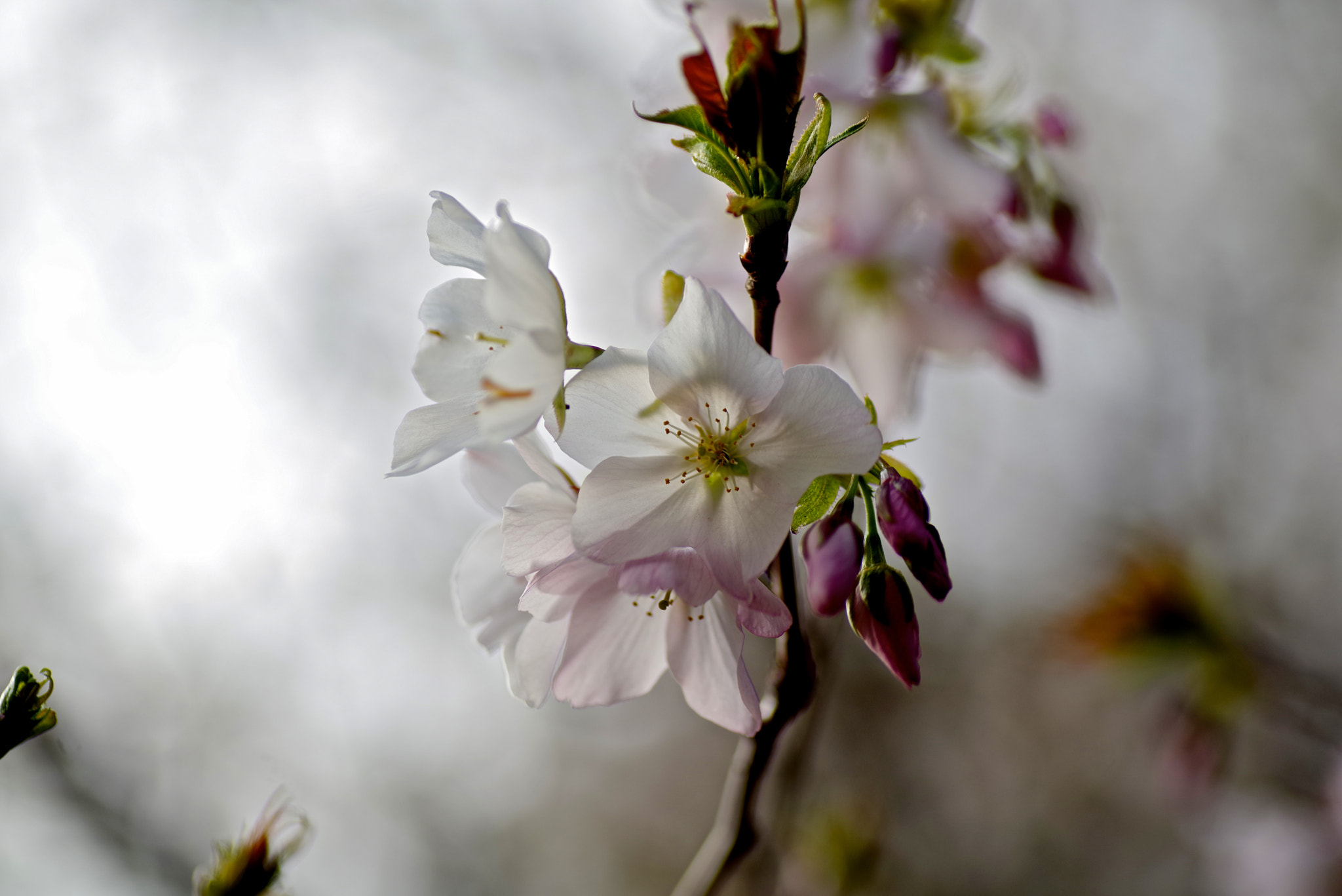 Tamron SP AF 90mm F2.8 Di Macro sample photo. Cold cherry photography