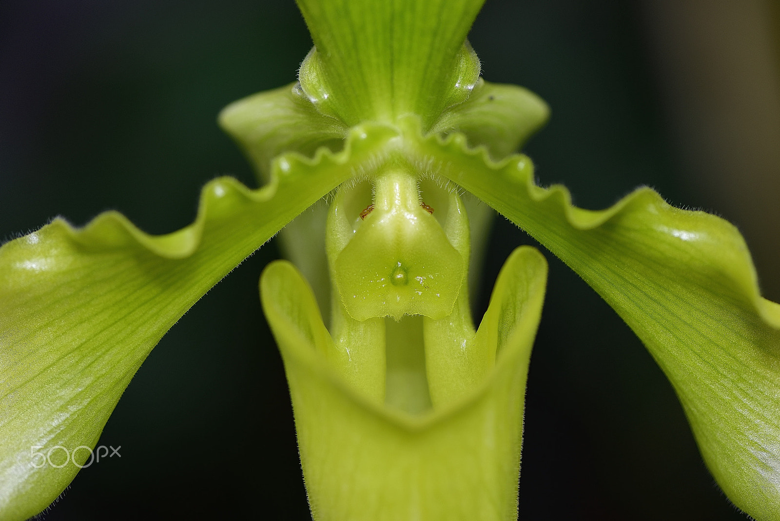 Nikon D800E sample photo. Orchid flower close-up photography