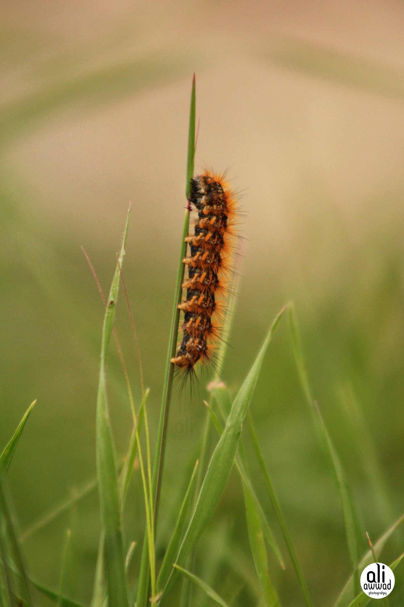 Canon EOS 700D (EOS Rebel T5i / EOS Kiss X7i) sample photo. Img photography