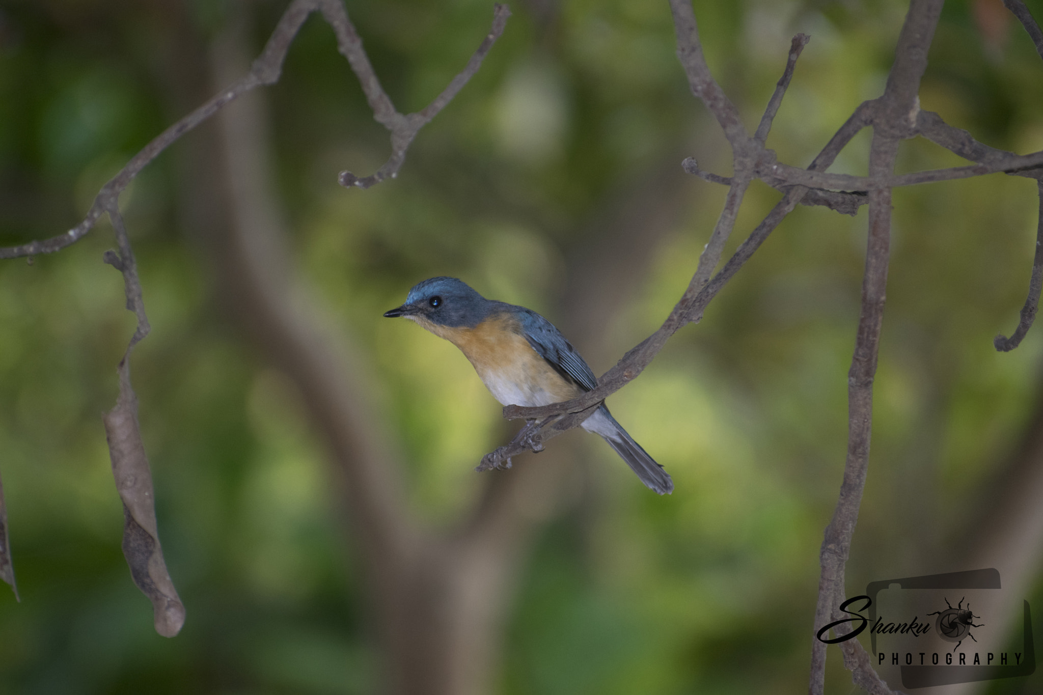 Nikon D5300 + Sigma 70-300mm F4-5.6 DG OS sample photo. Tickell's blue flycatcher photography