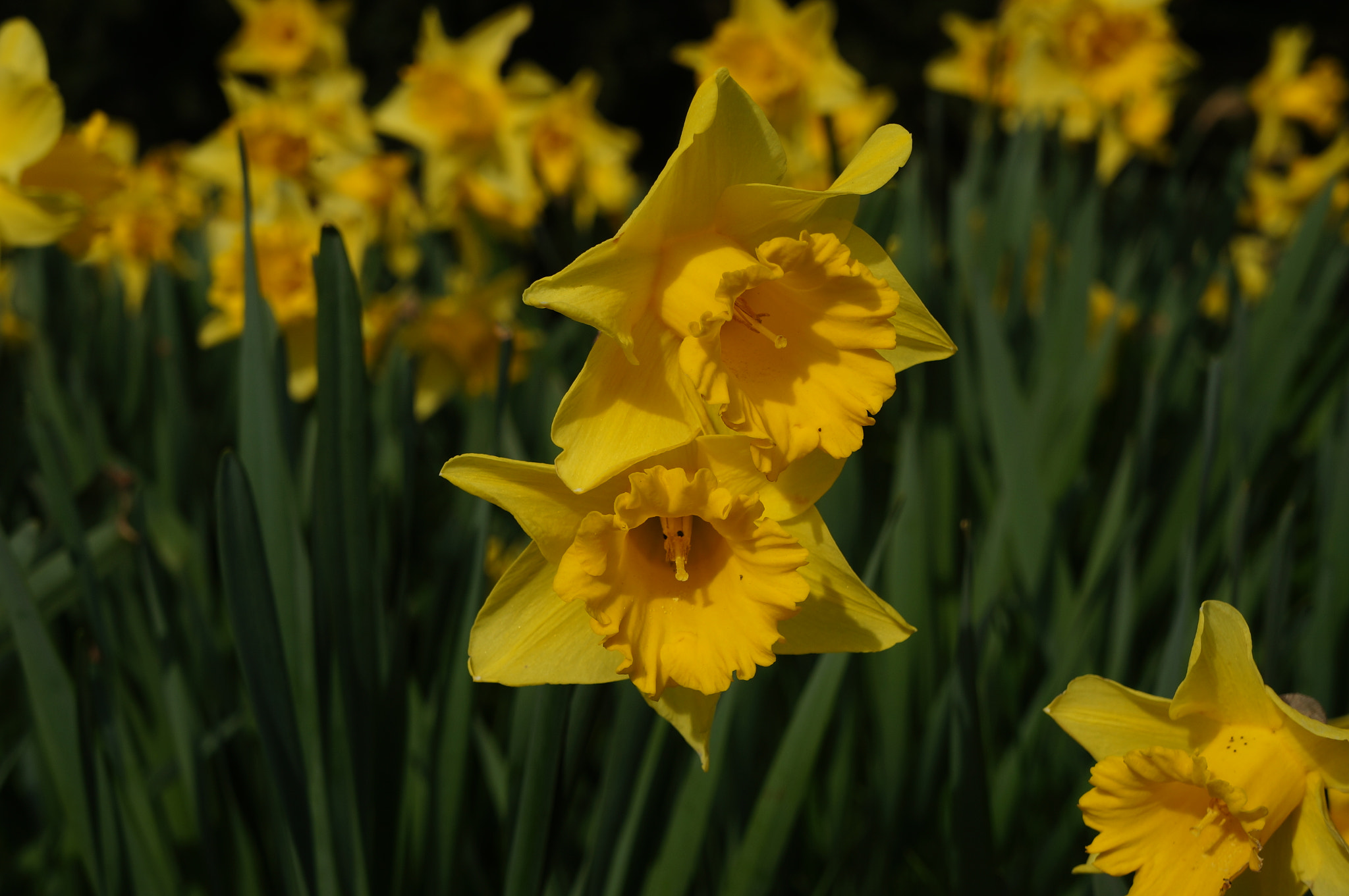 Sony Alpha NEX-5N sample photo. Daffodils photography