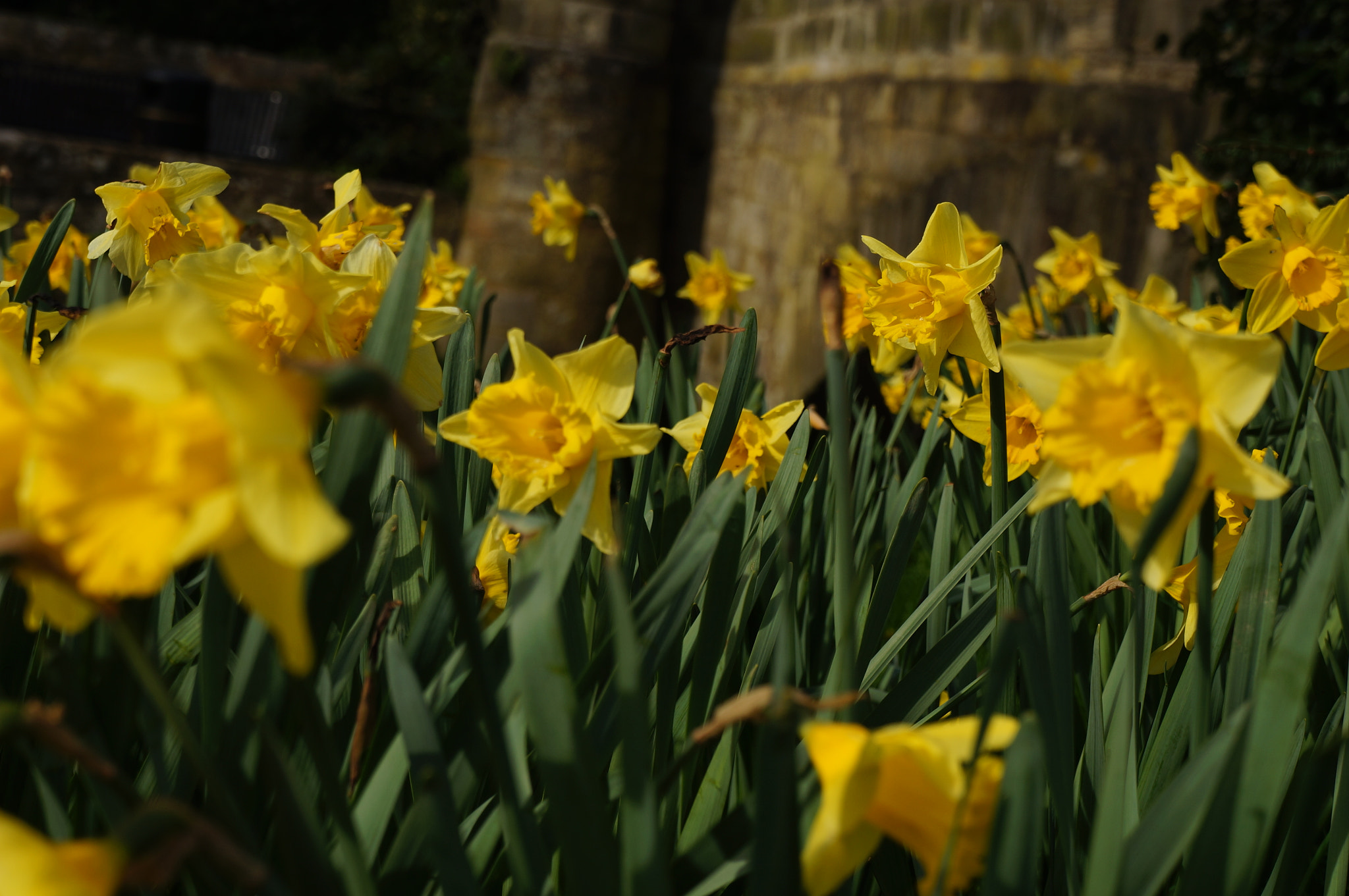 Sony E 18-55mm F3.5-5.6 OSS sample photo. Daffodils photography
