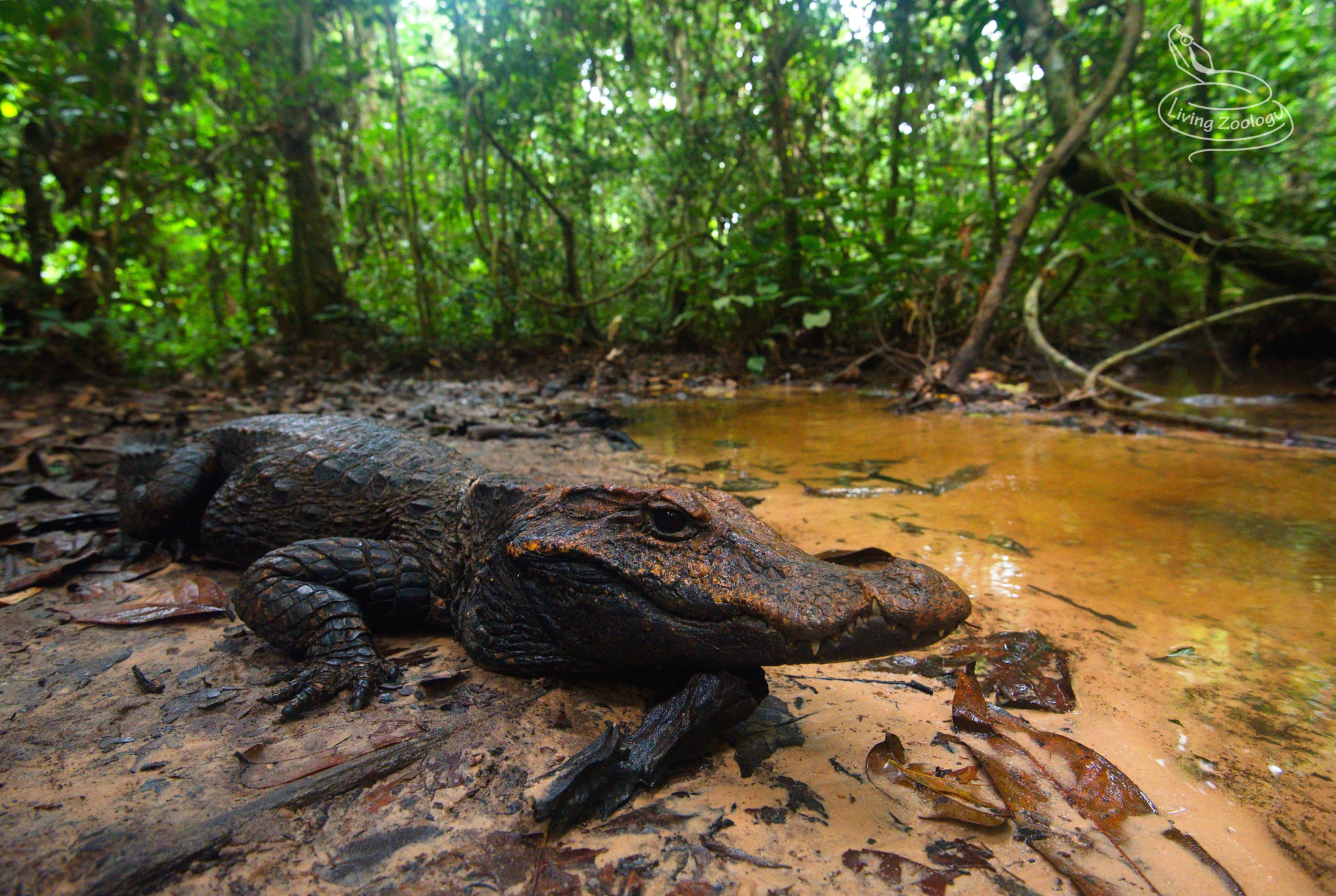 Nikon D750 sample photo. Congo dwarf crocodile (osteolaemus osborni) photography