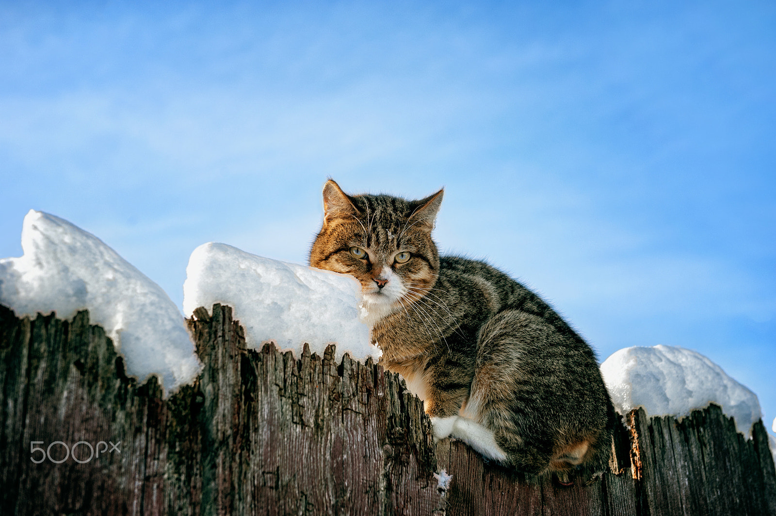 Nikon D700 sample photo. Cat on a snowy fence with yellow eyes sitting on sky background photography
