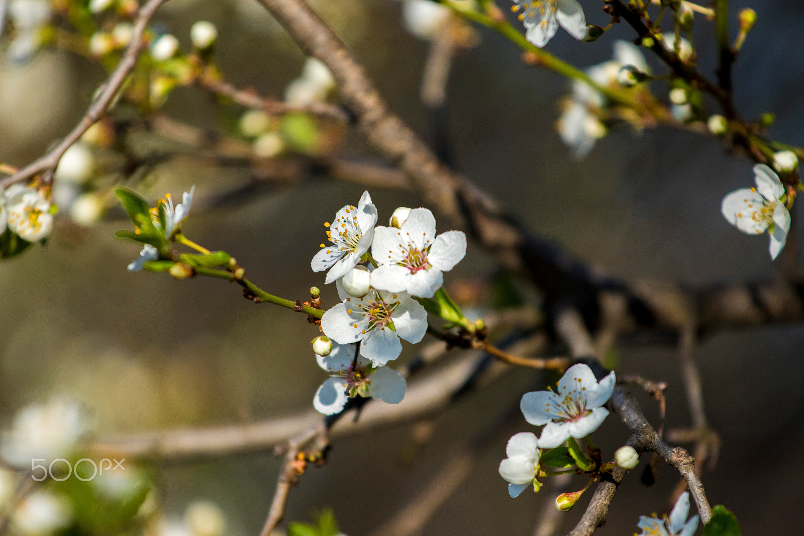 Canon EF 70-200mm F4L IS USM sample photo. Ha photography