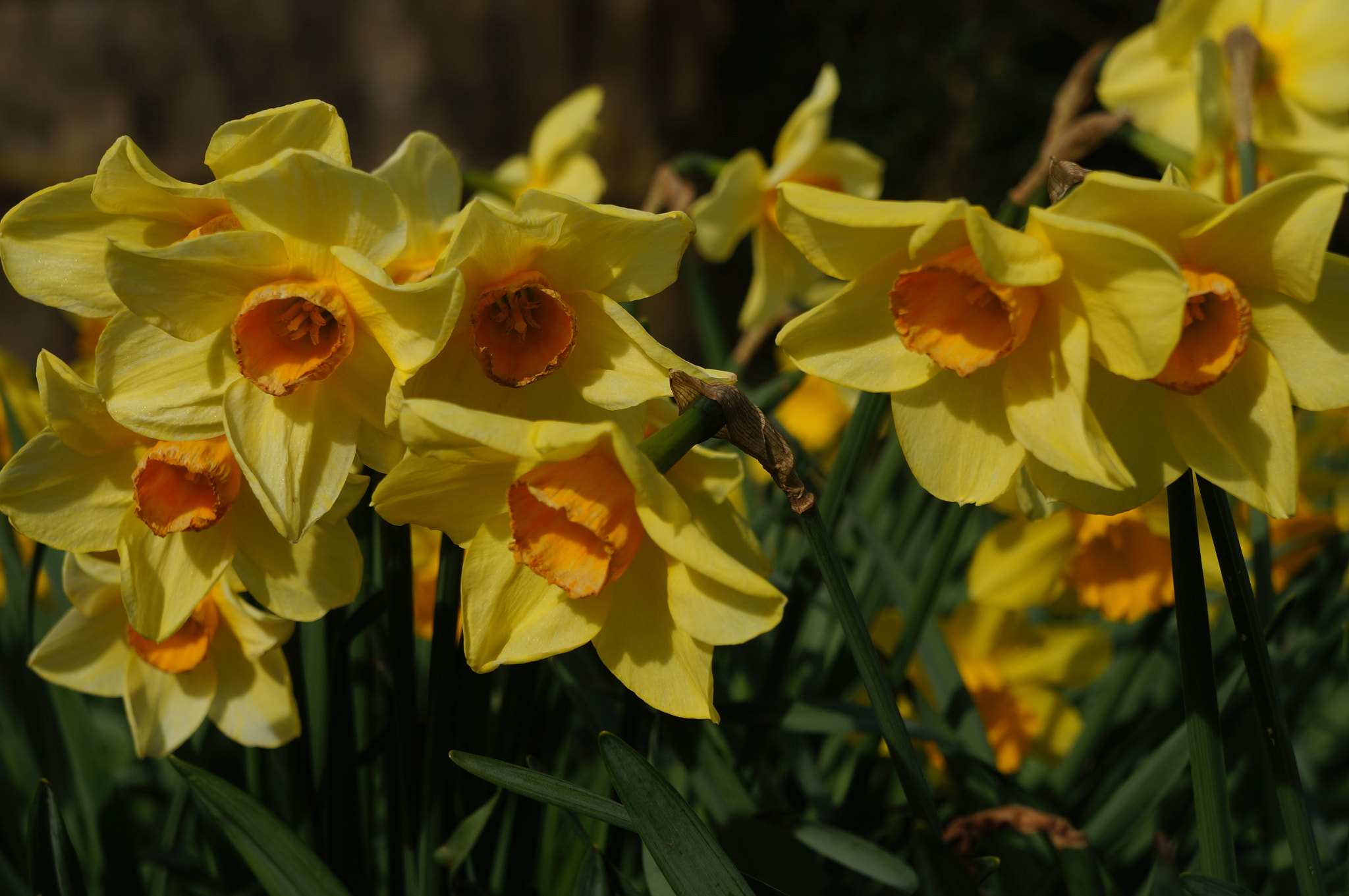 Sony E 18-55mm F3.5-5.6 OSS sample photo. Narcissus photography