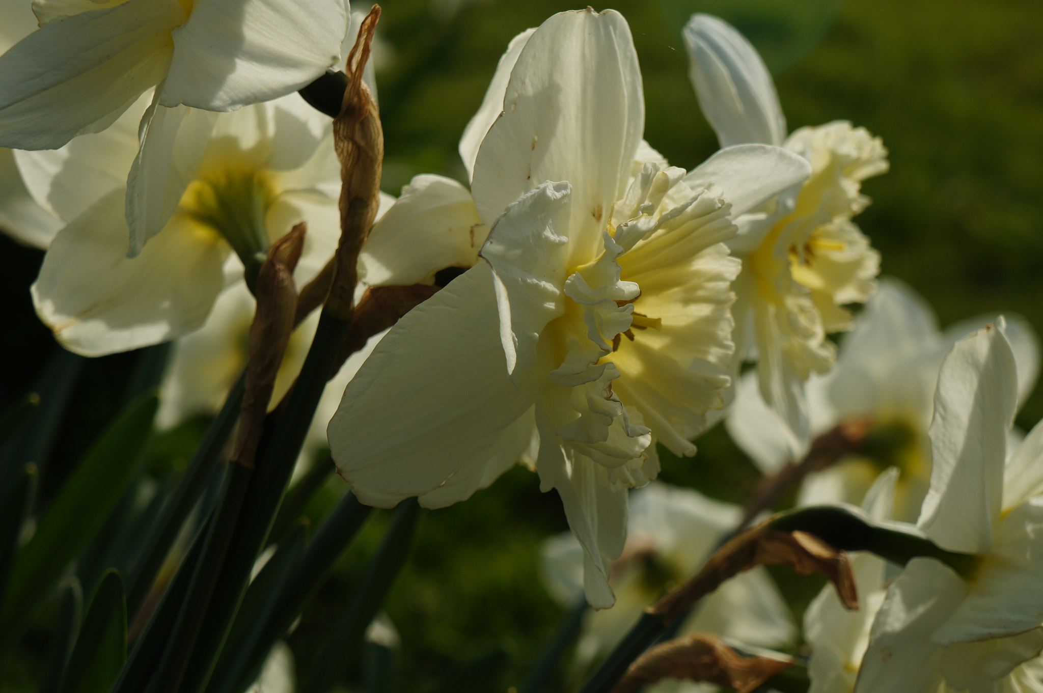 Sony E 18-55mm F3.5-5.6 OSS sample photo. Daffodils photography