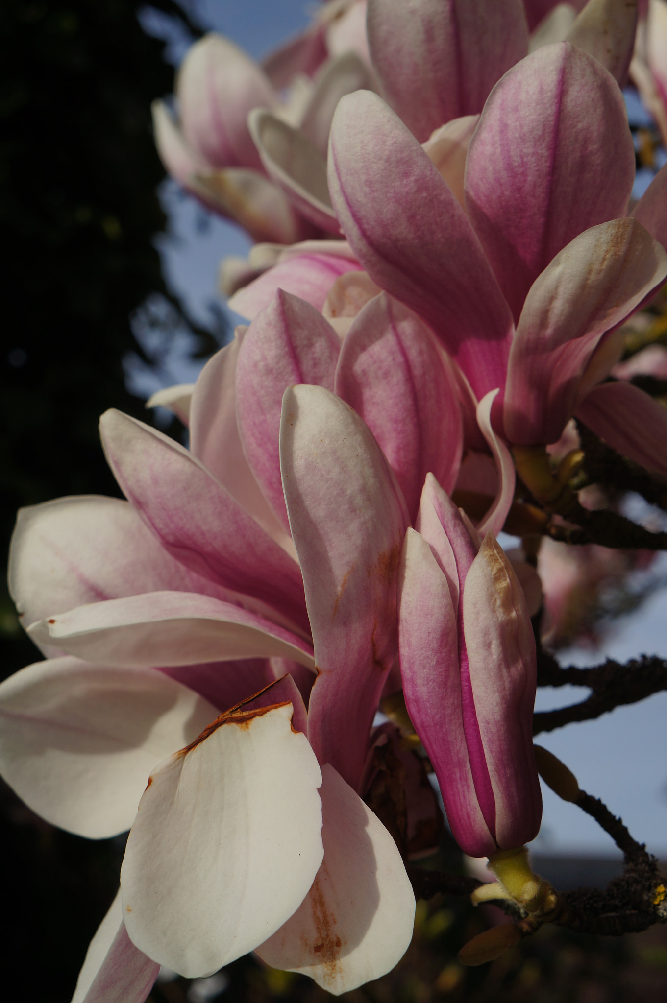 Sony E 18-55mm F3.5-5.6 OSS sample photo. Magnolia photography