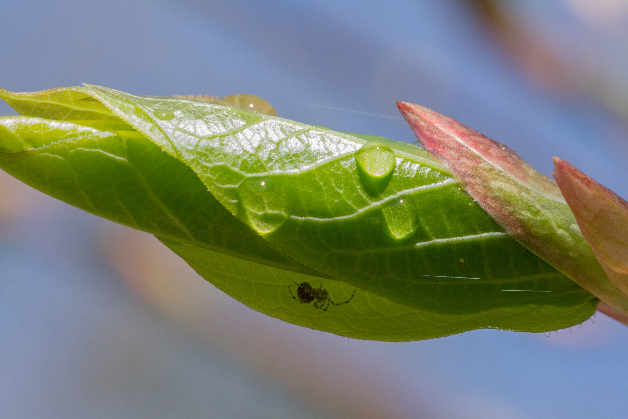 Canon EOS 7D sample photo. La nature se réveille photography