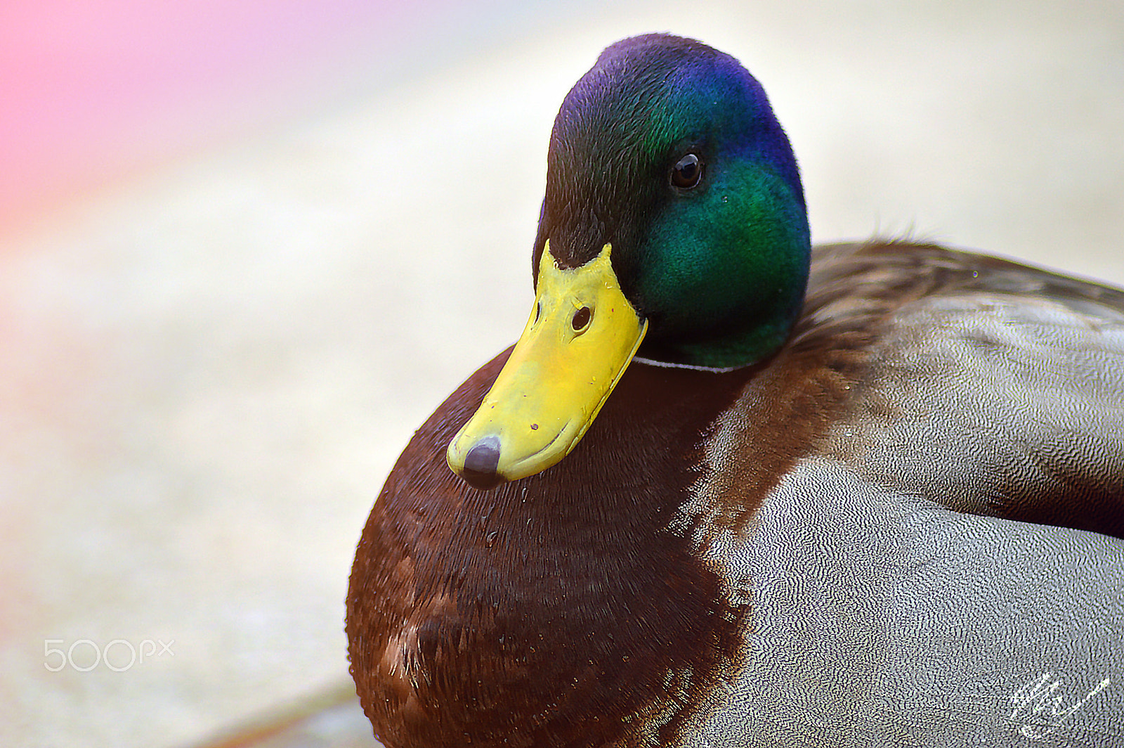 Nikon D3200 sample photo. Entenportrait photography