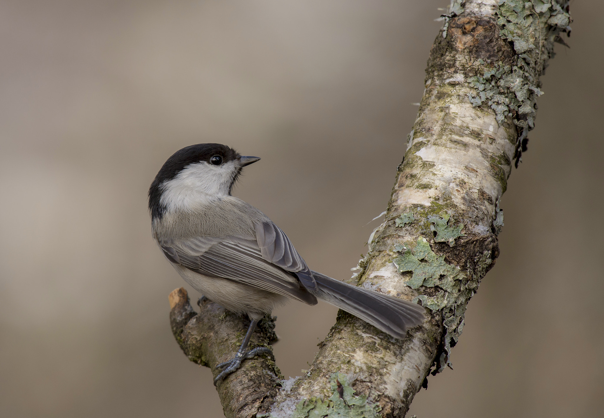 Nikon AF-S Nikkor 200-500mm F5.6E ED VR sample photo. In spring forest photography