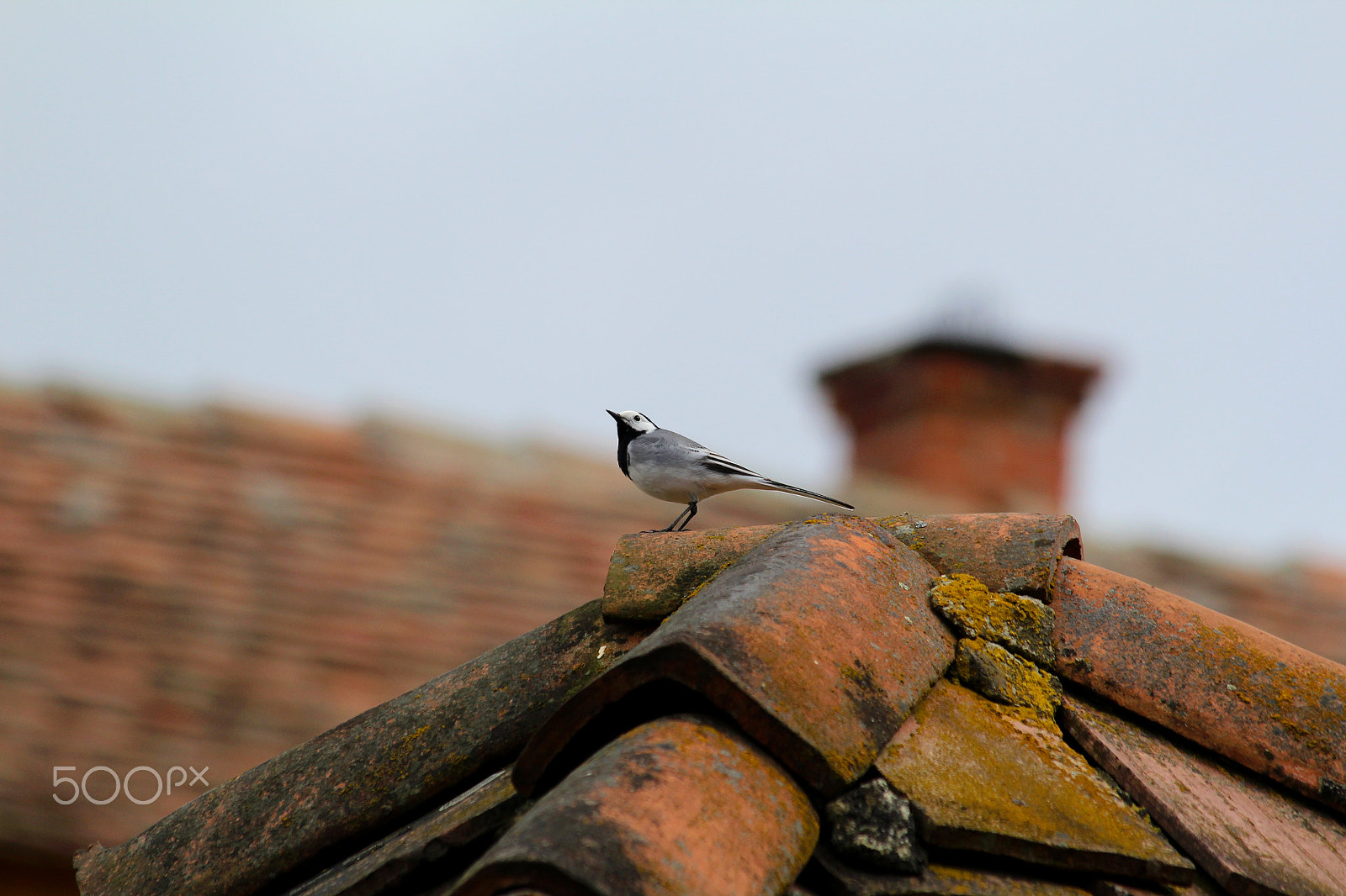 Canon EF 70-300mm F4-5.6 IS USM sample photo. Little bird photography