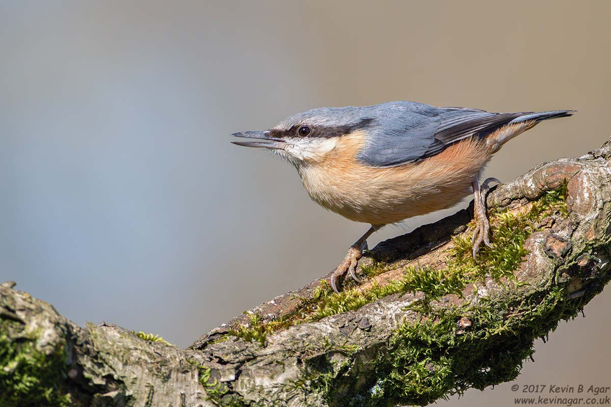 Canon EOS 7D Mark II sample photo. Nuthatch, sitta europaea photography