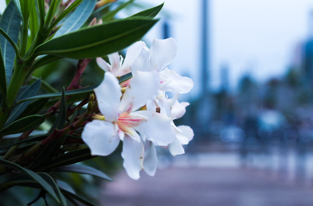 Canon EF-S 17-55mm F2.8 IS USM sample photo. Img photography