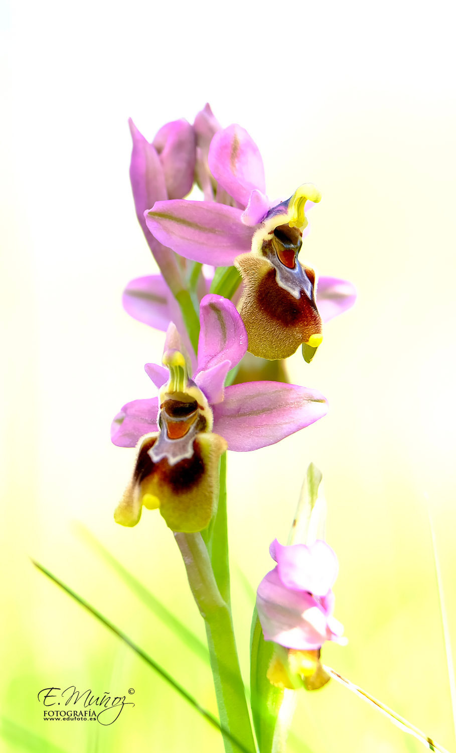 Fujifilm X-T2 sample photo. Ophrys tenthredinifera in high key photography