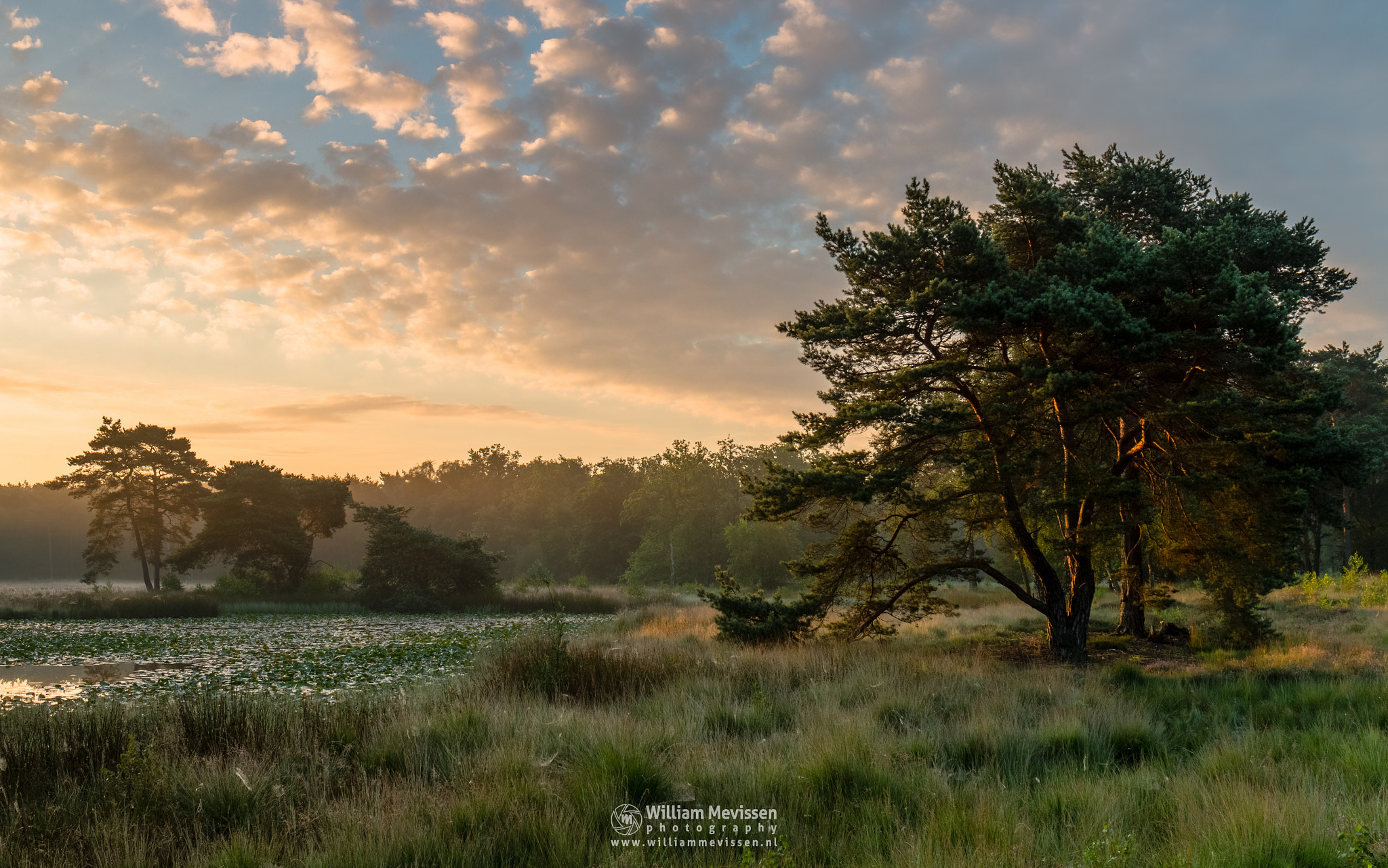 Canon EF 24-70mm F4L IS USM sample photo. Sunrise tree photography