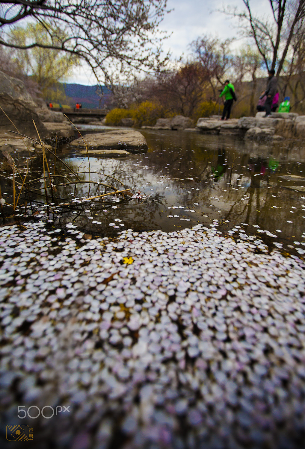 Canon EF 16-35mm F2.8L II USM sample photo. Petals photography