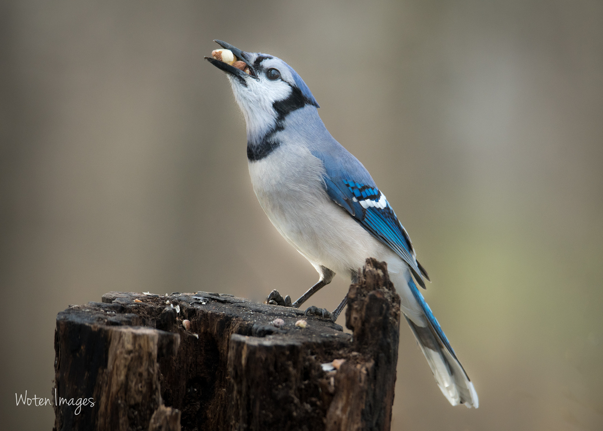 Nikon D500 + Sigma 50mm F2.8 EX DG Macro sample photo. Blue jay gulp photography