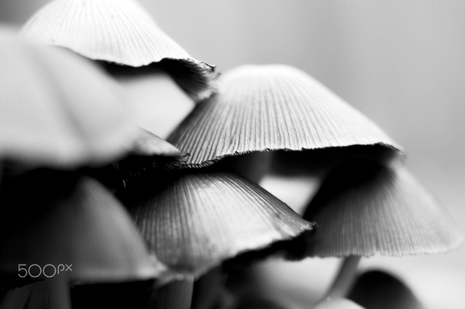 Nikon D3200 sample photo. Mushrooms photography
