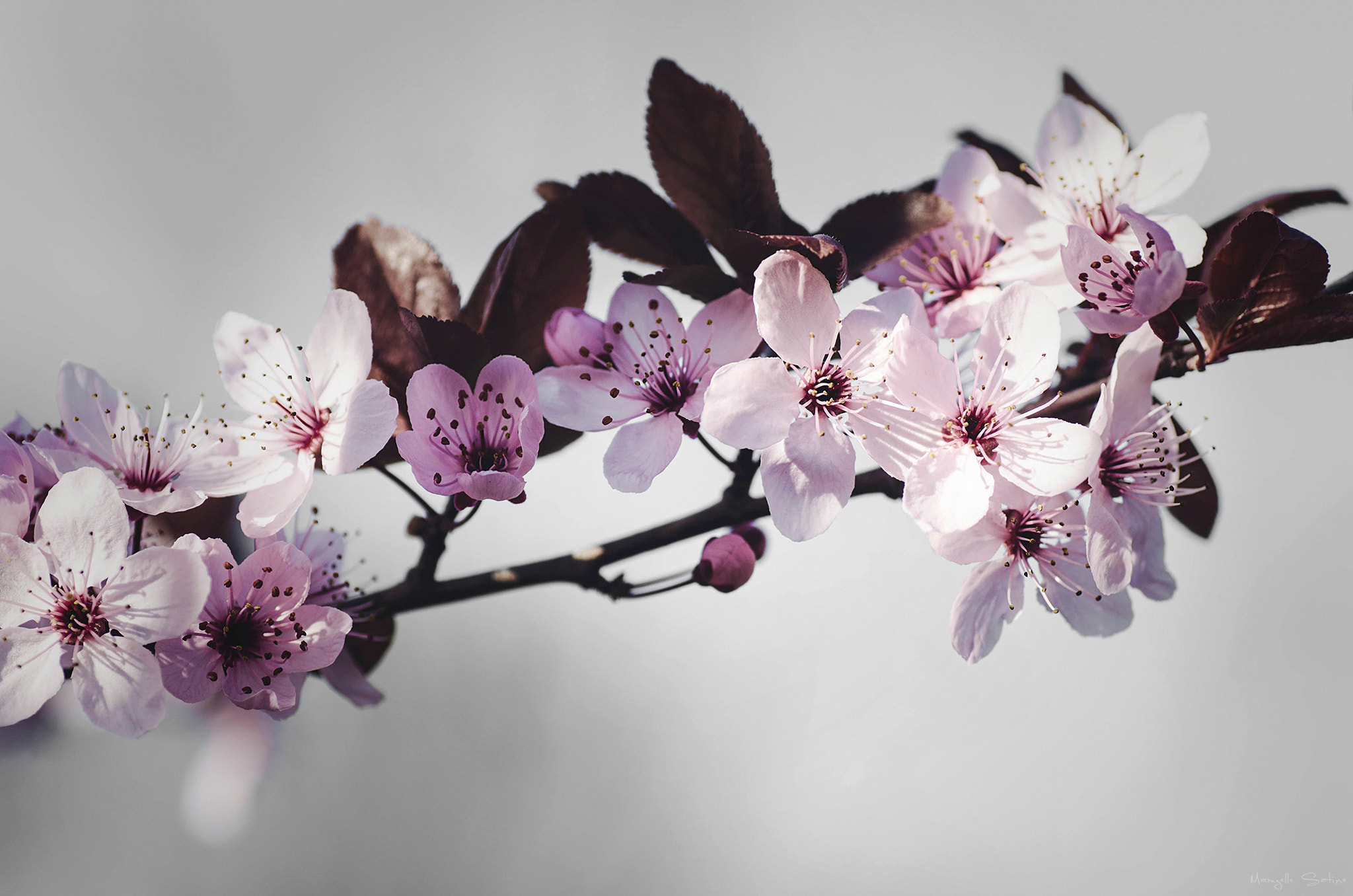 Nikon D5100 sample photo. Love spring photography