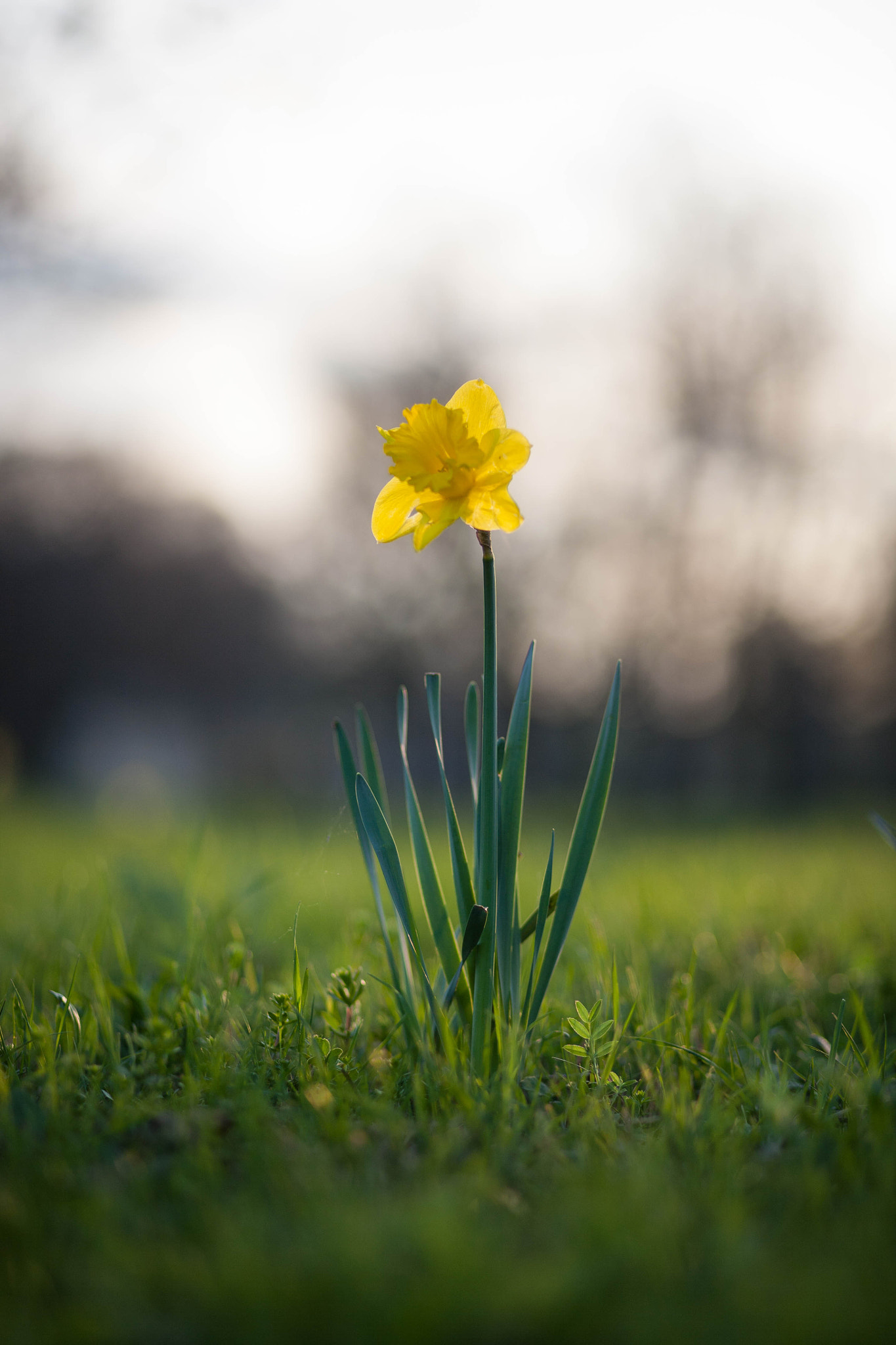 Canon EOS 5D + Canon EF 85mm F1.8 USM sample photo. Flower #33 photography