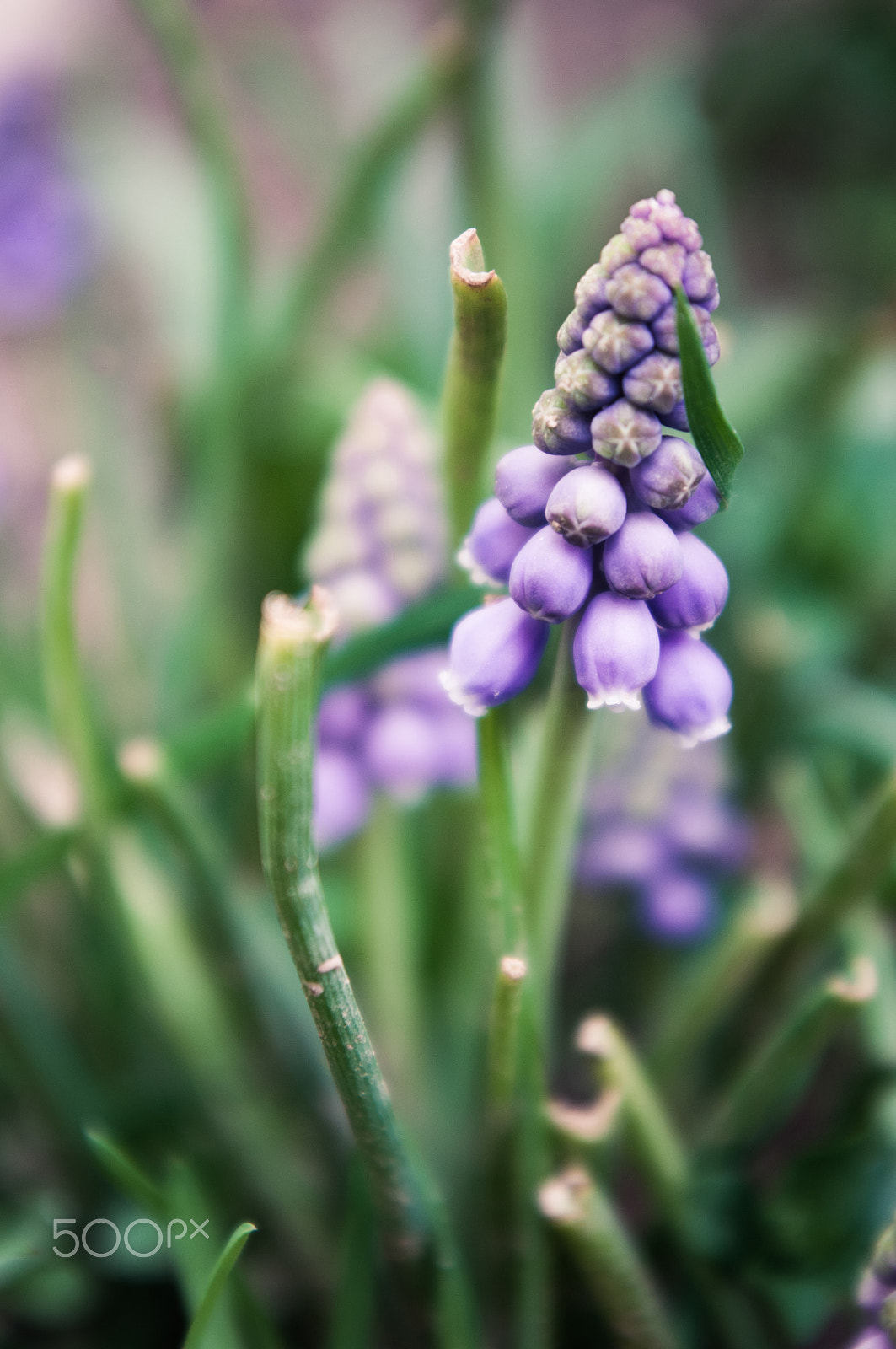 Pentax K-x sample photo. Purple flower photography