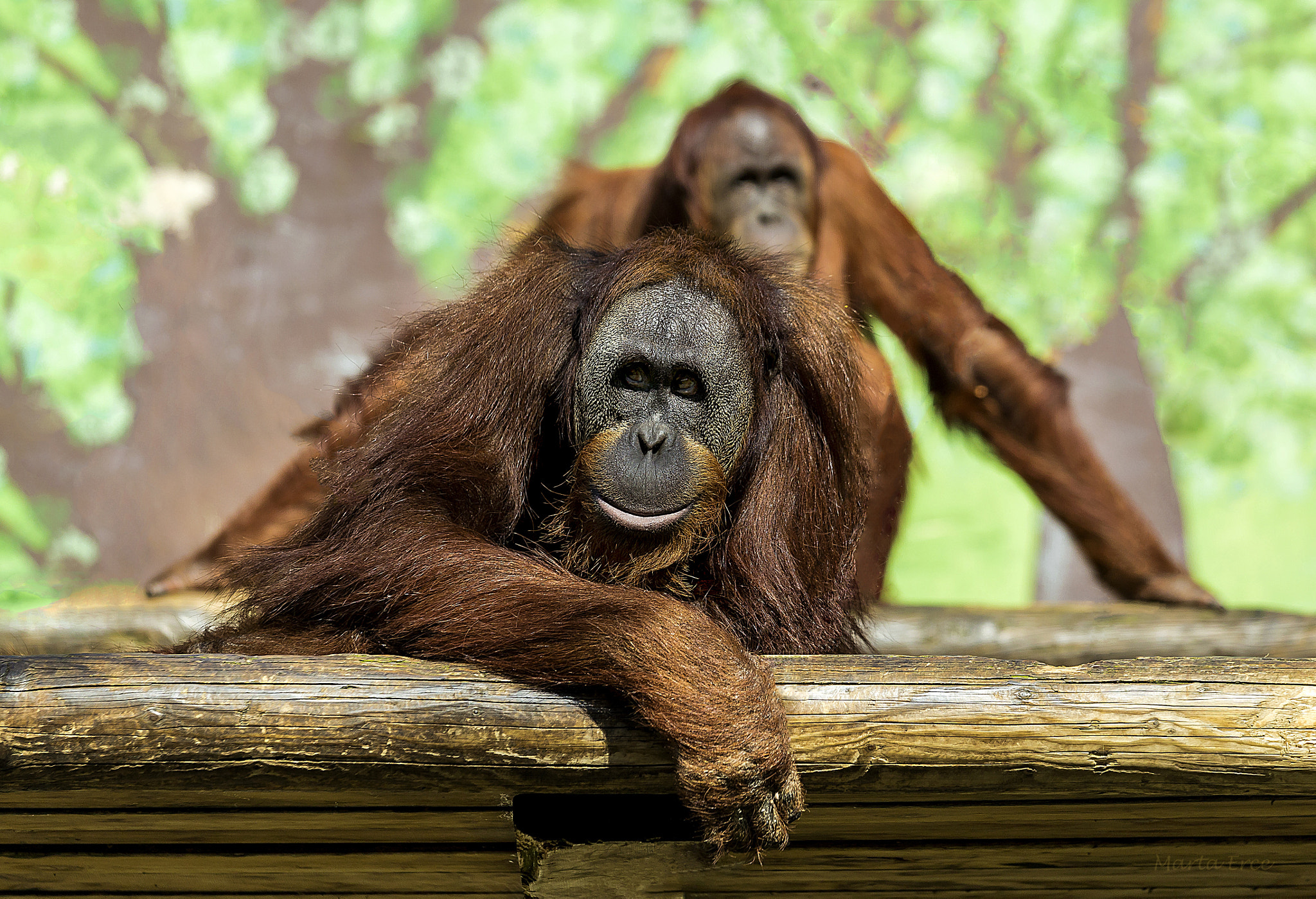 Canon EOS 6D + Canon EF 70-200mm F4L IS USM sample photo. Orangután de sumatra photography