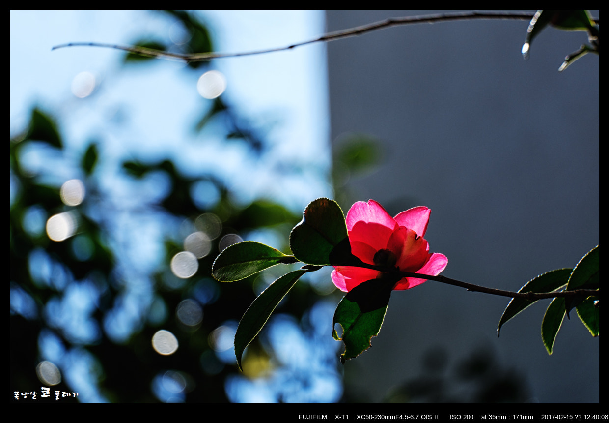 Fujifilm X-T1 sample photo. Camellia photography