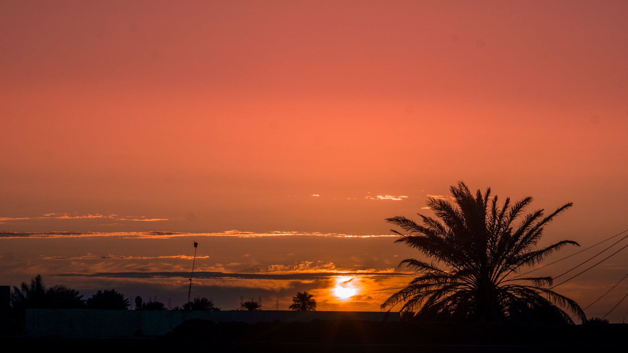 Sony Alpha DSLR-A200 sample photo. Golden our and palm tree. photography