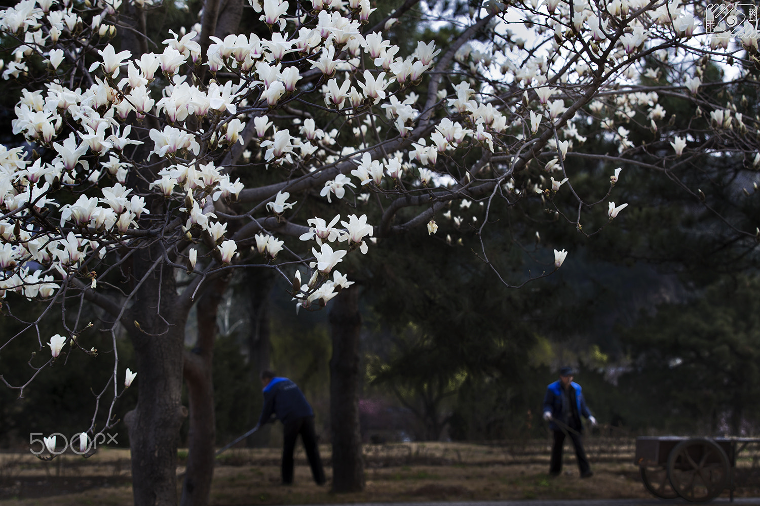 Canon EOS-1D X Mark II sample photo. Behind beauty photography