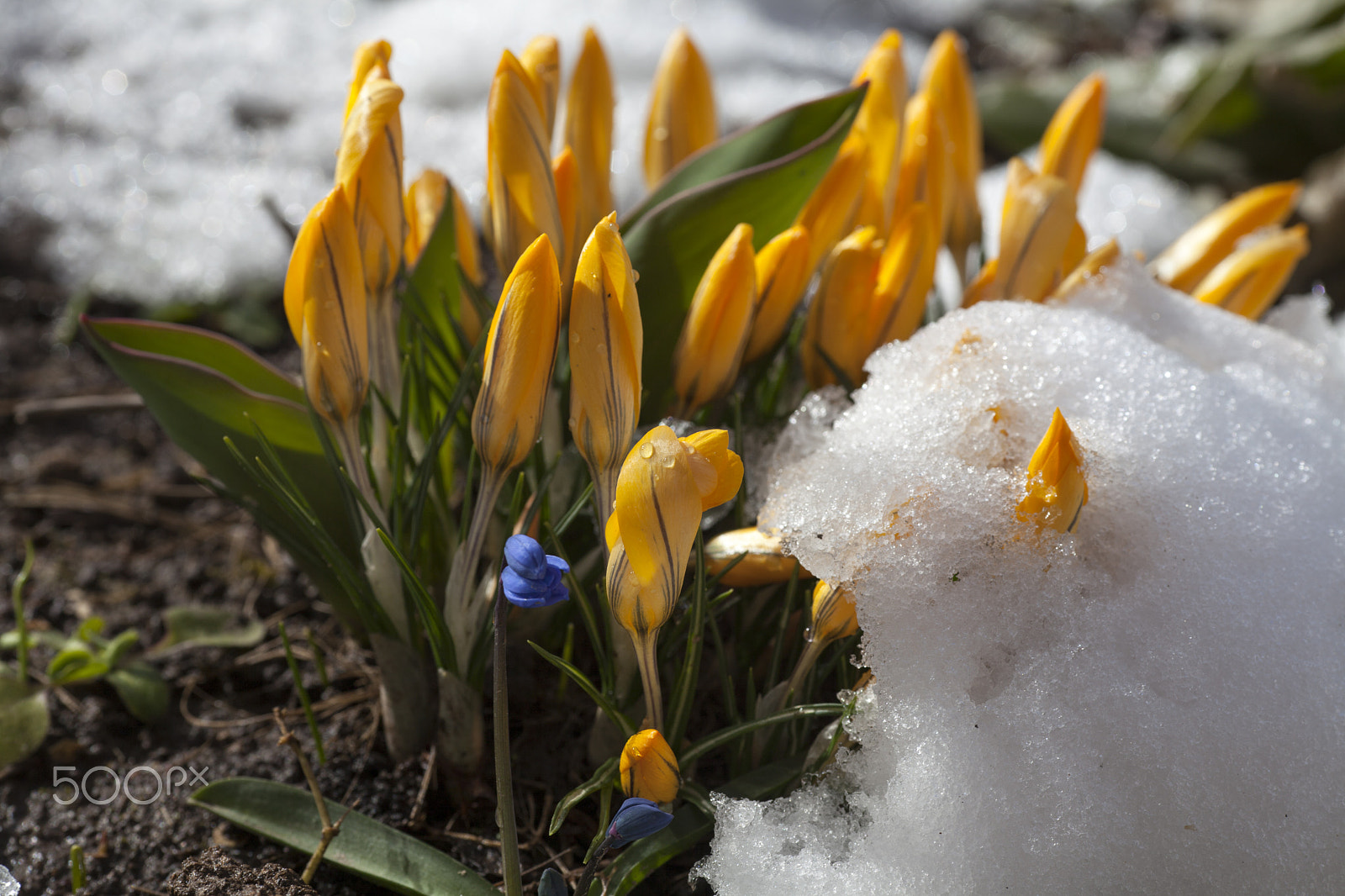 Canon EF 135mm F2L USM sample photo. #crocuses and snow photography