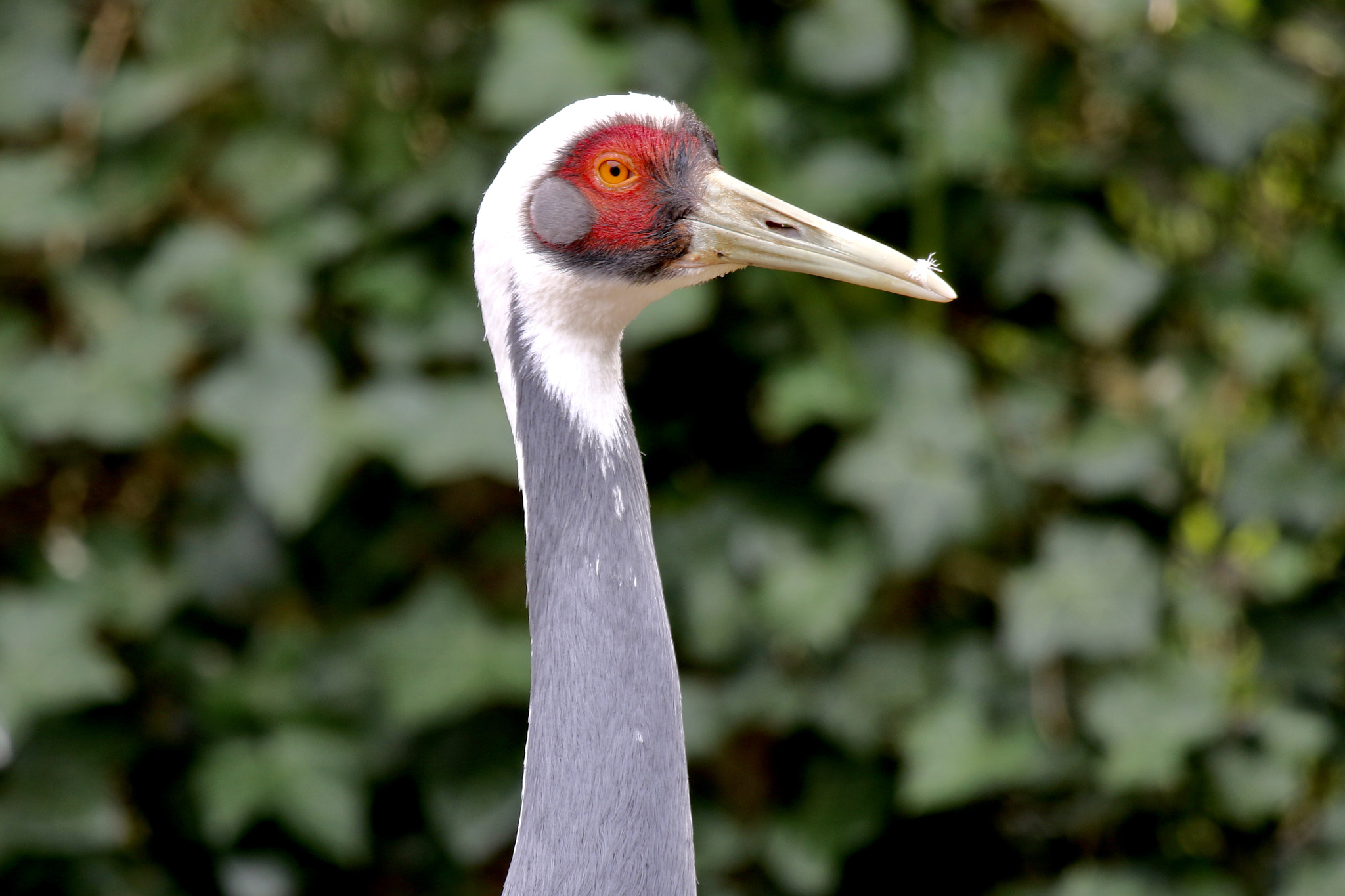 Canon EF 100-400mm F4.5-5.6L IS USM sample photo. Alert... photography