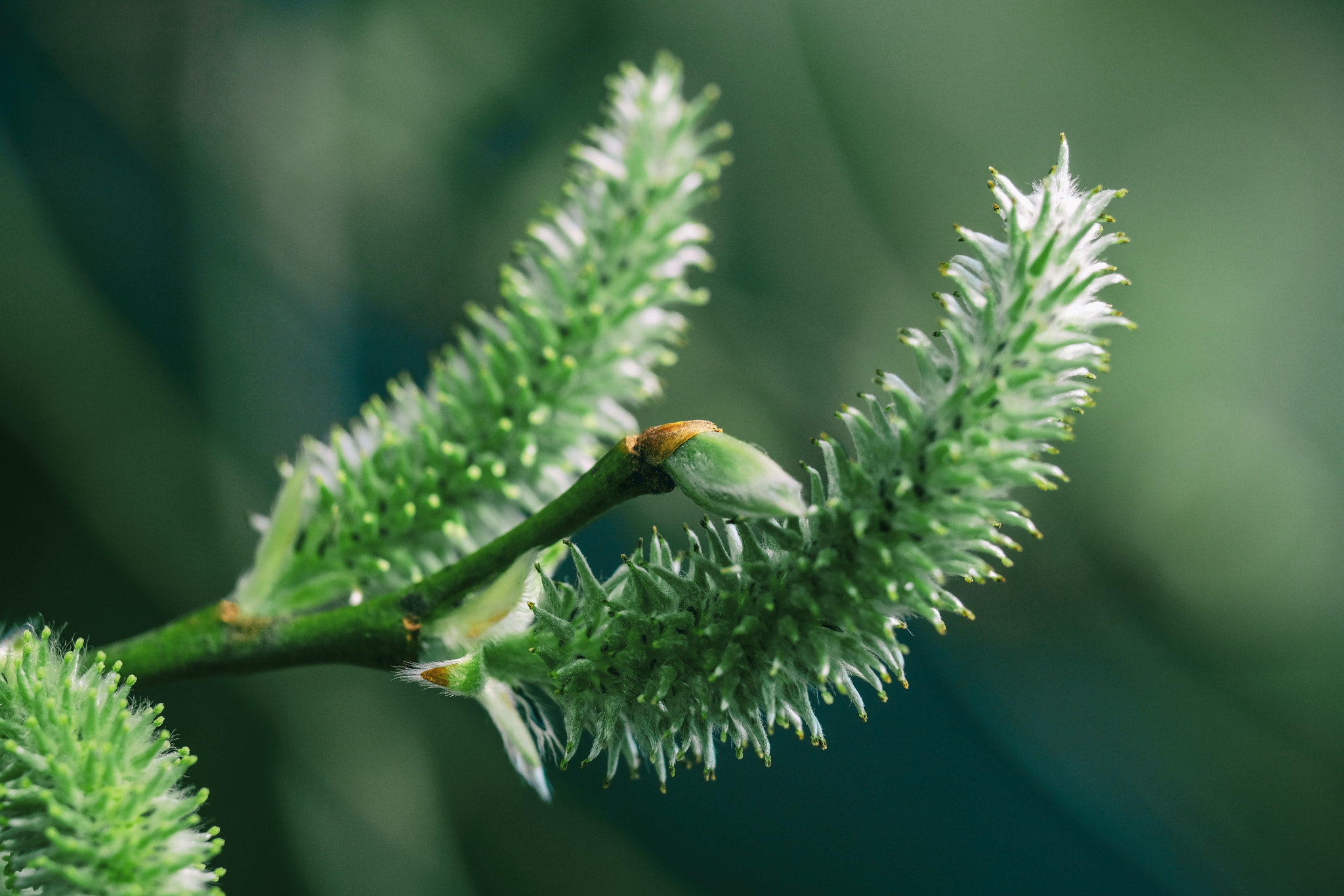 Fujifilm XF 90mm F2 R LM WR sample photo. Green photography