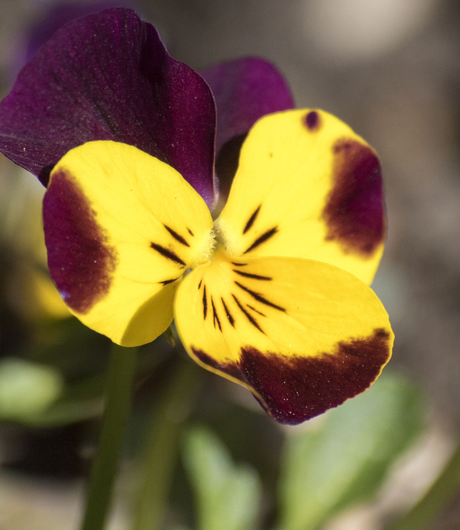 Canon EOS 750D (EOS Rebel T6i / EOS Kiss X8i) sample photo. Proxi fleurs photography