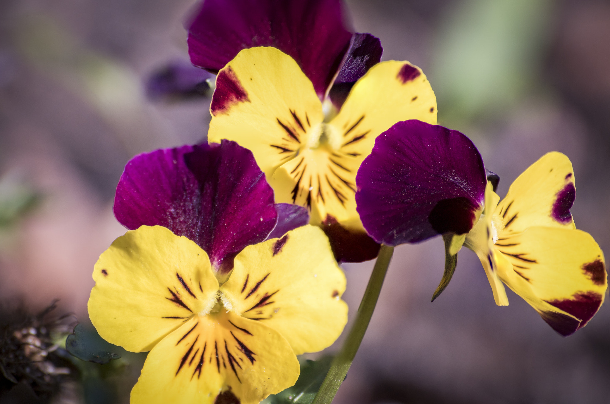 Canon EOS 750D (EOS Rebel T6i / EOS Kiss X8i) sample photo. Proxi fleurs photography